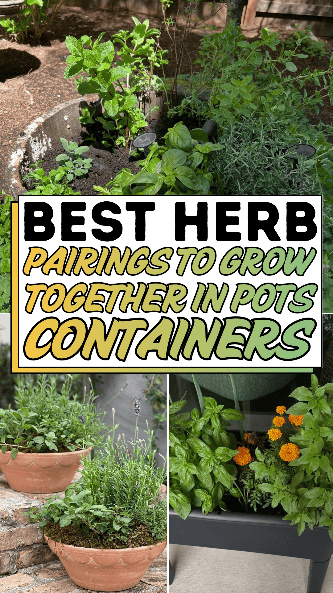 Best Herb Pairings to Grow Together in Pots and Containers
