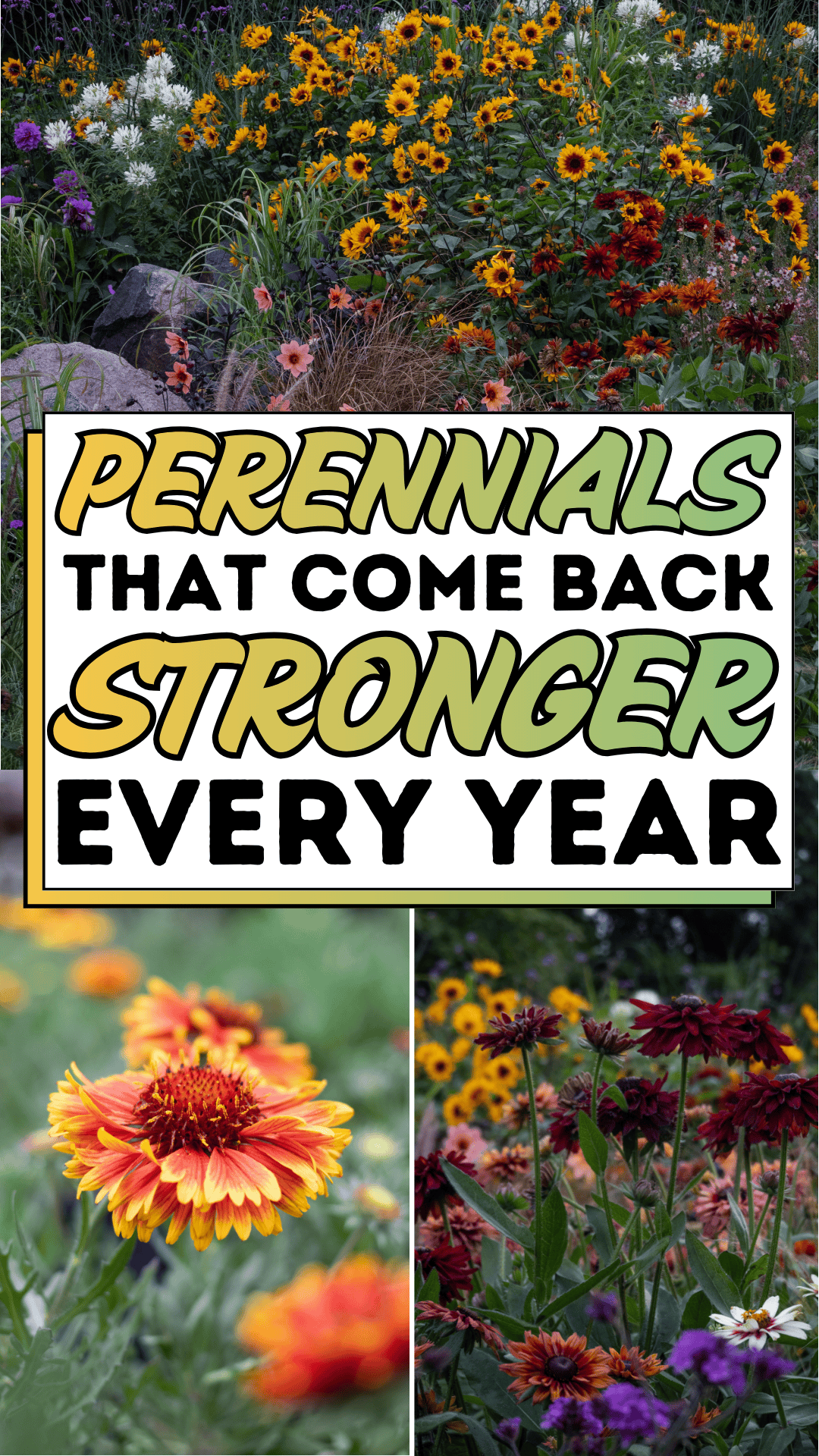 Perennials That Come Back Stronger Every Year