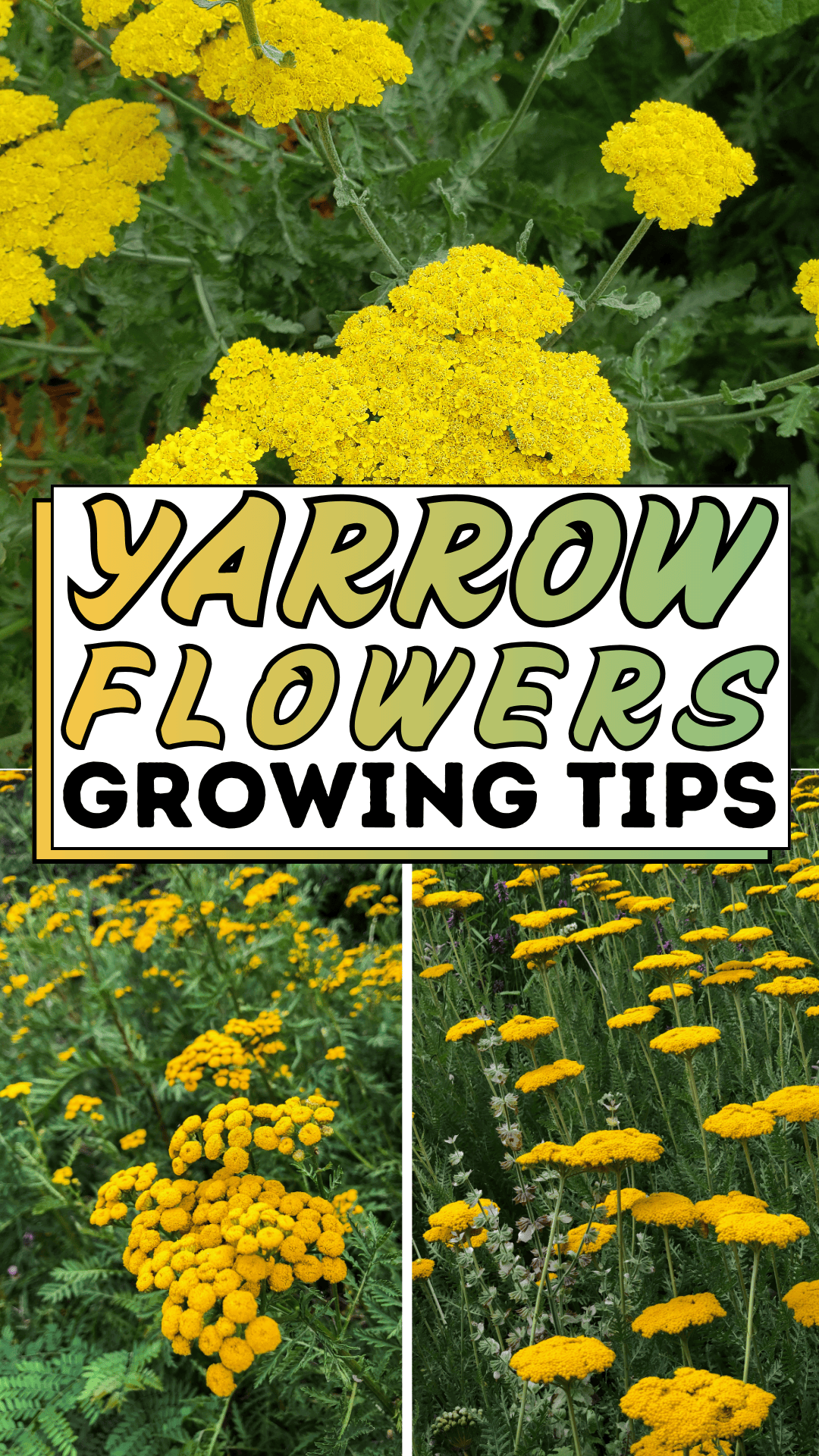 Yarrow Flowers Growing Tips