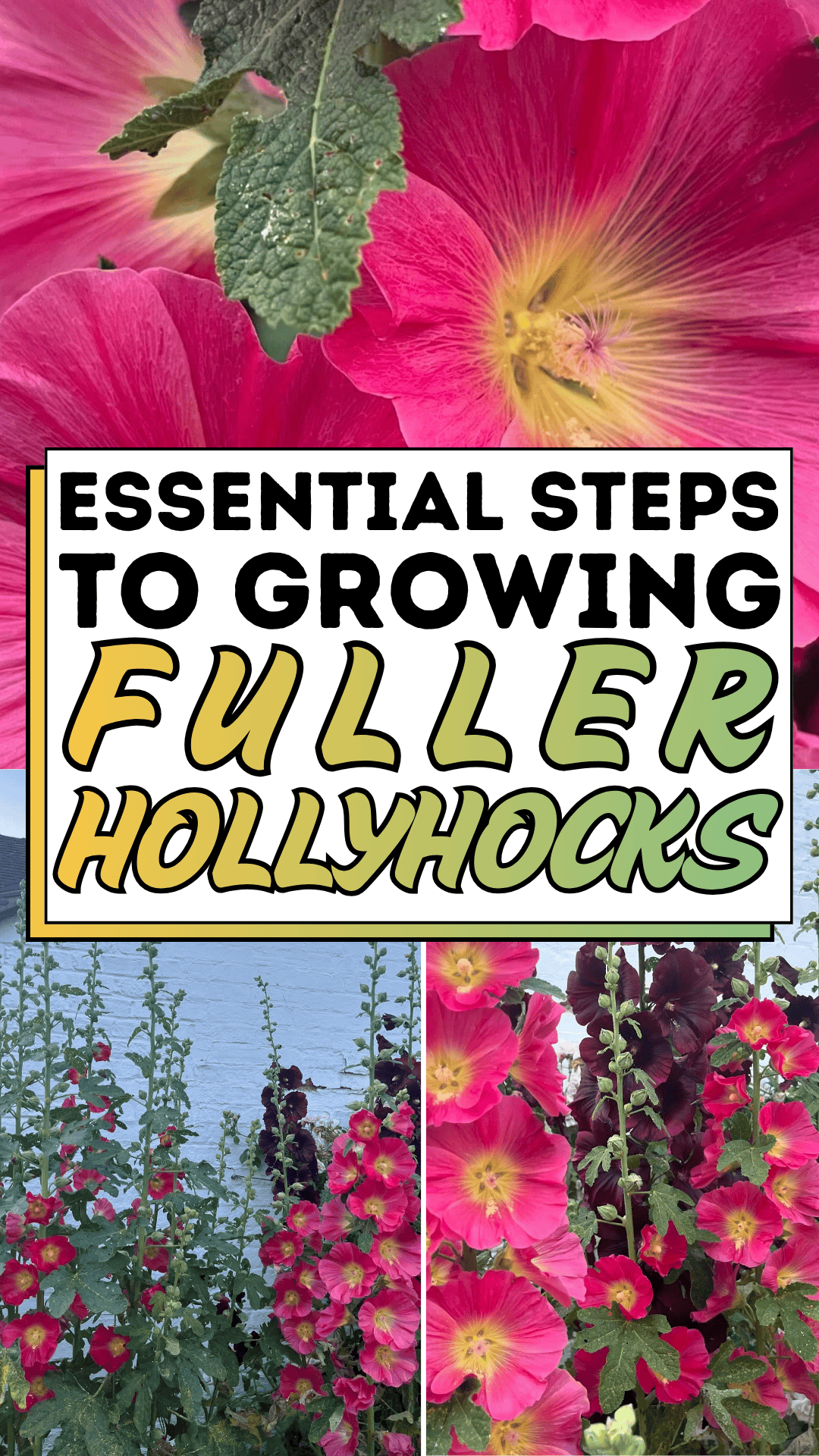 Essential Steps to Growing Fuller Hollyhocks