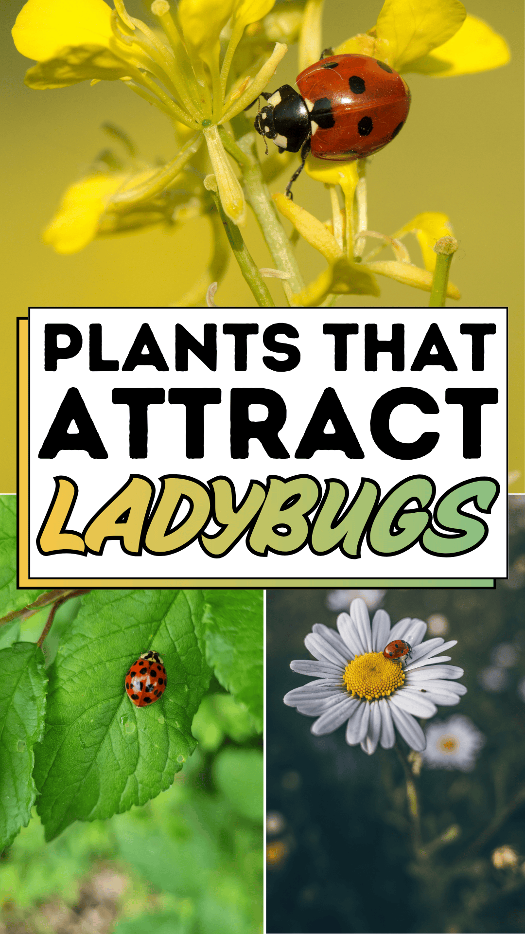 Plants That Attract Ladybugs