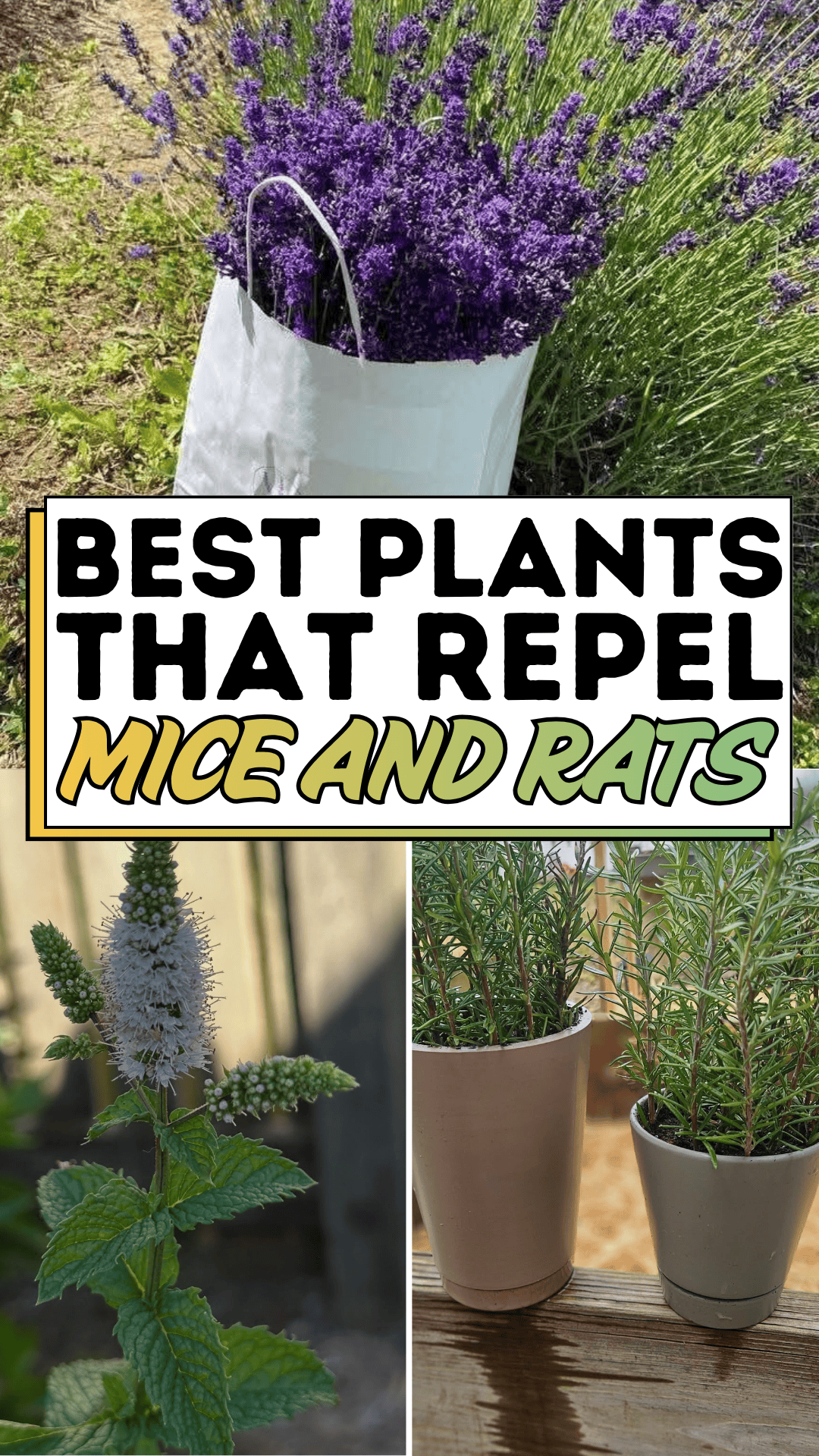Best Plants That Repel Mice and Rats