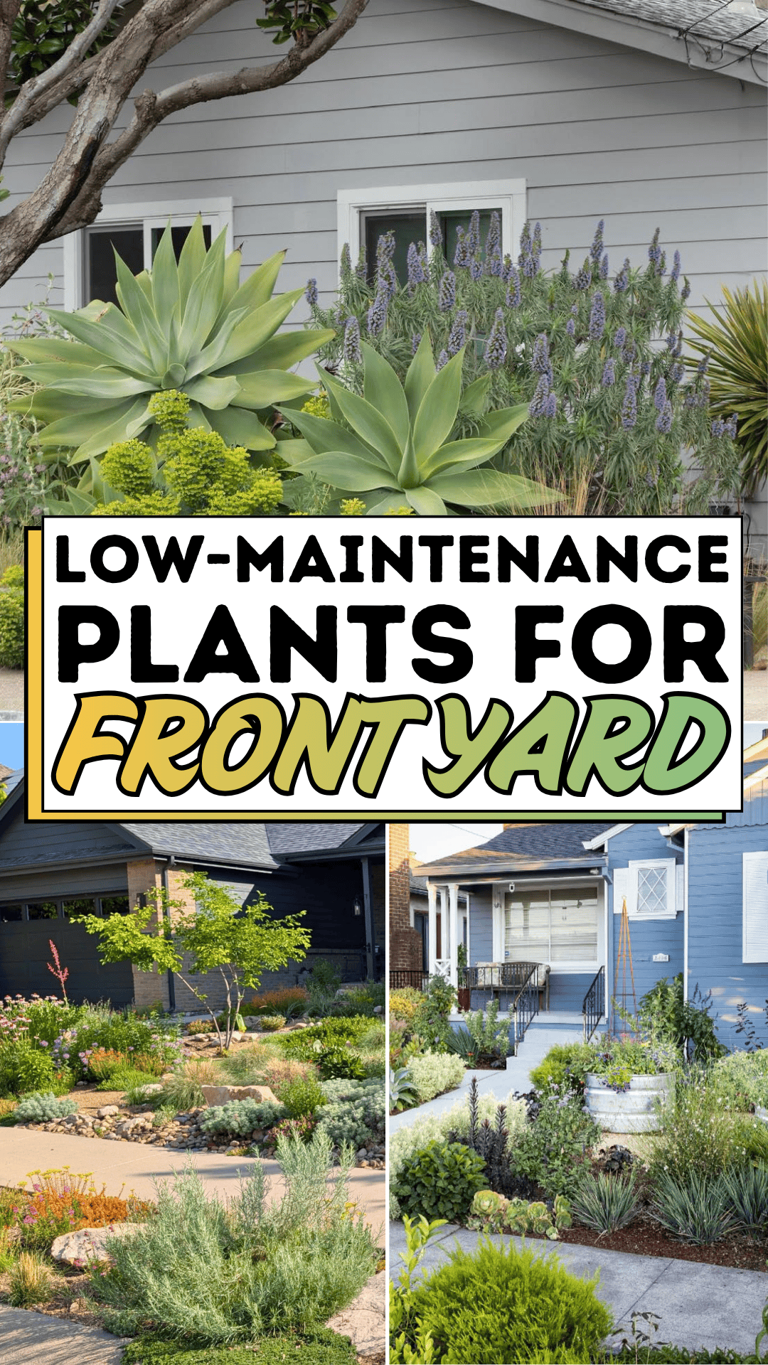 Low-Maintenance Plants for Front Yard