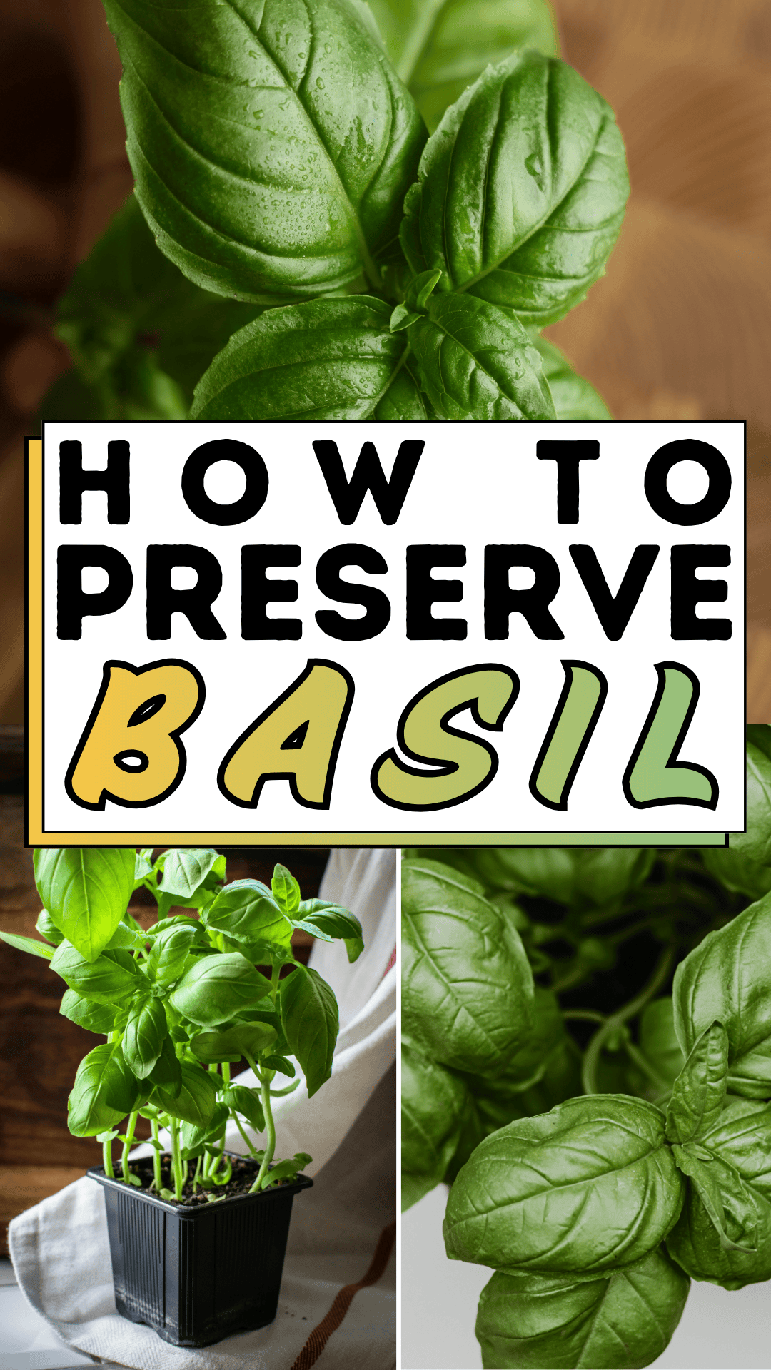 How to Preserve Basil