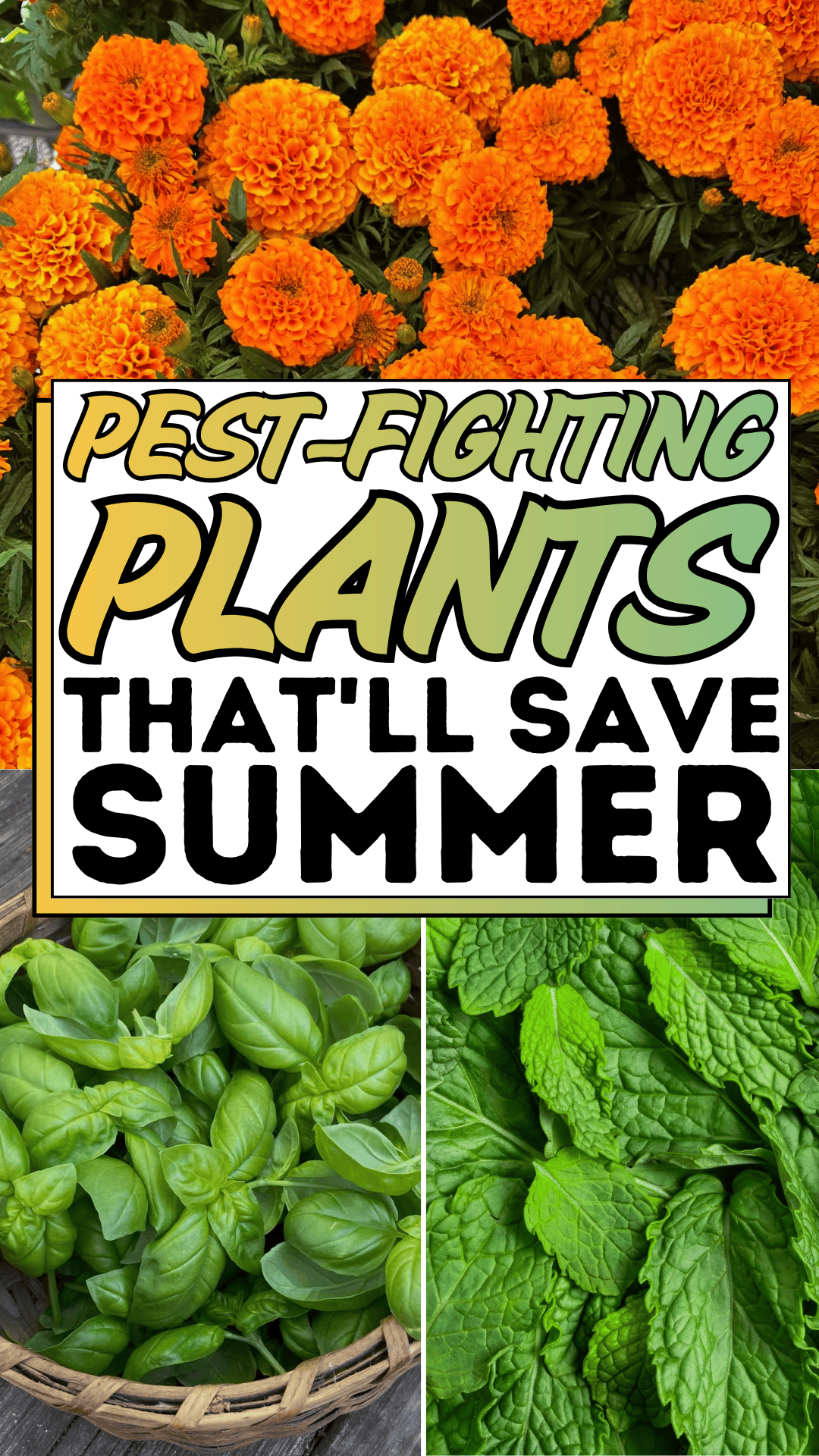 Pest-fighting Plants That'll Save Summer