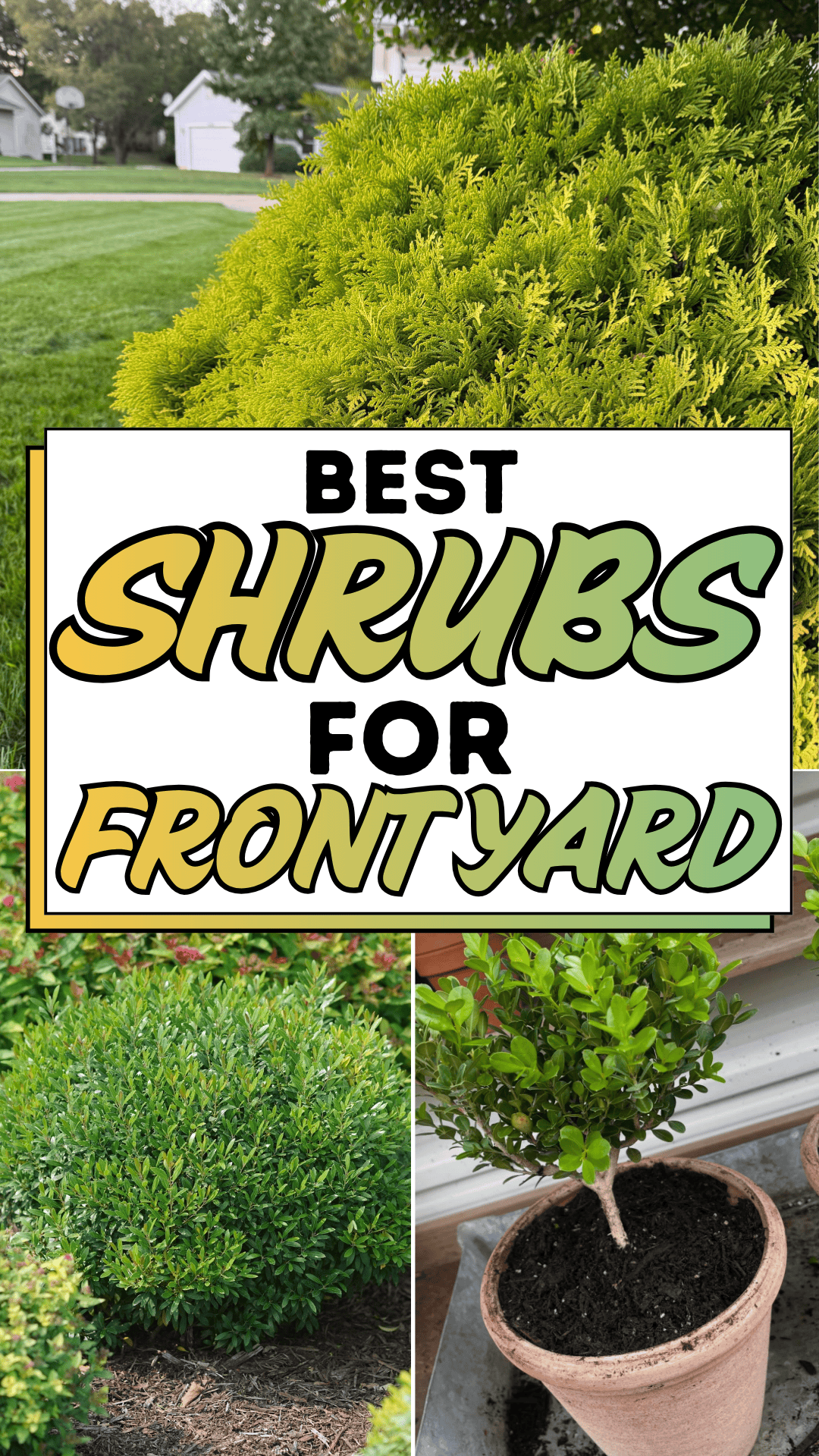 Best Shrubs for Front Yard