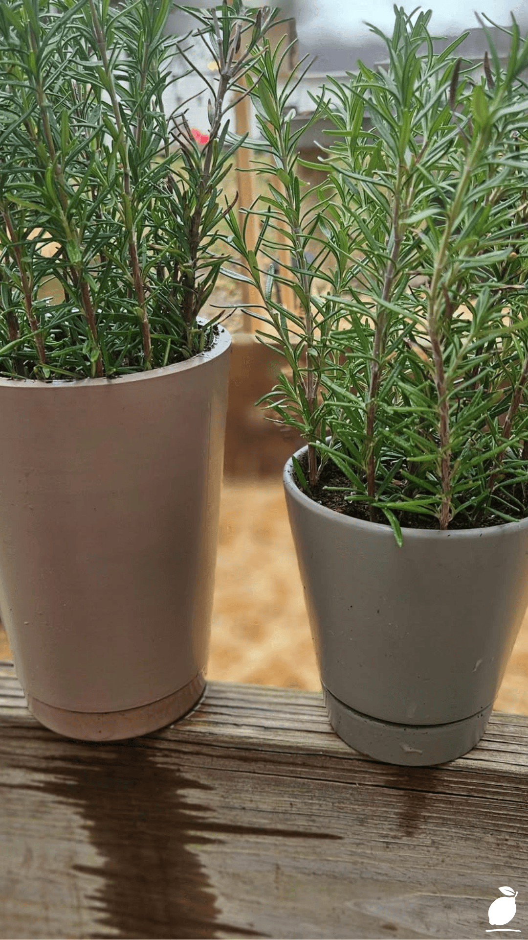 Best Plants That Repel Mice and Rats