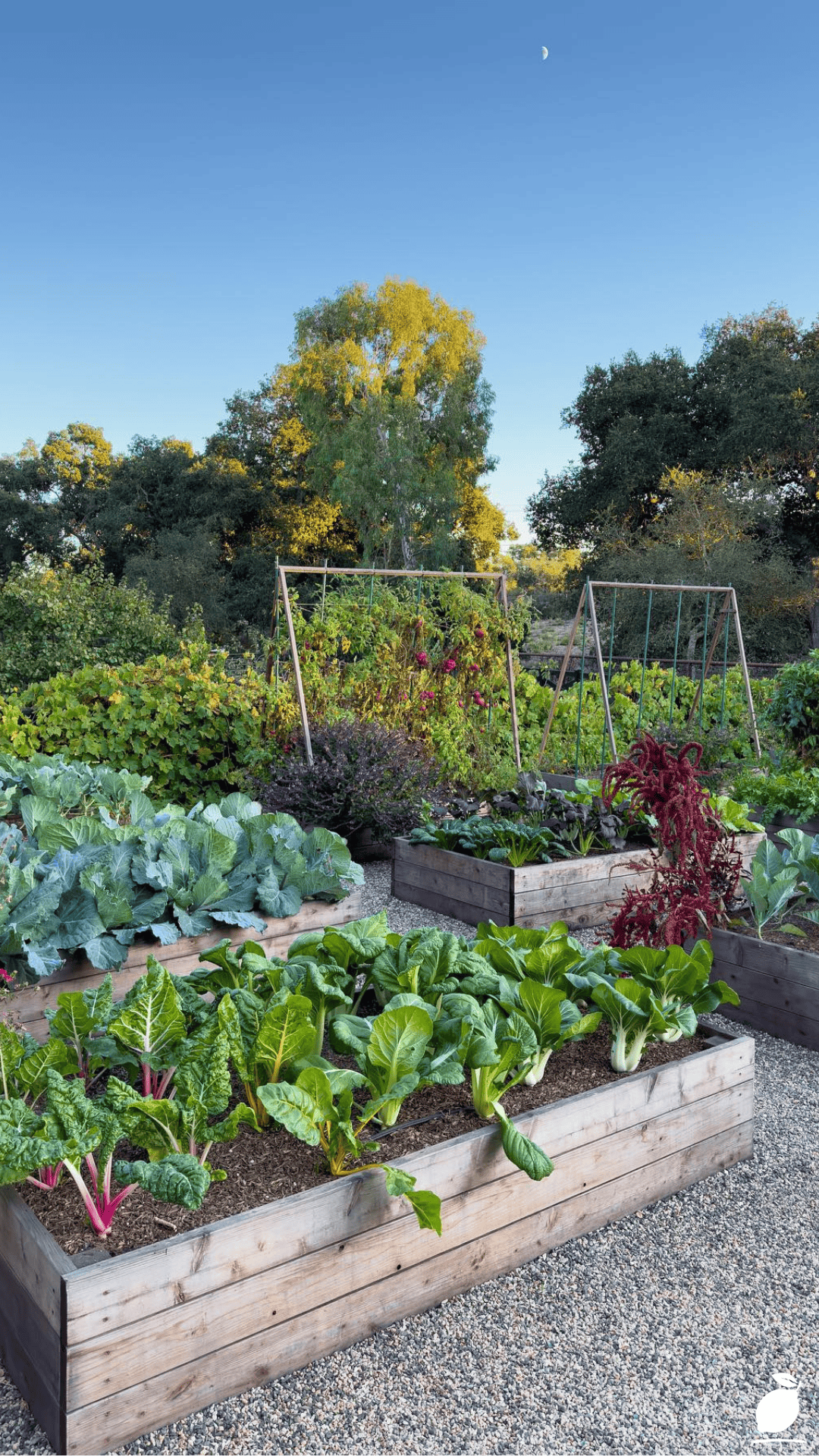 What to Plant in August for Fall Garden