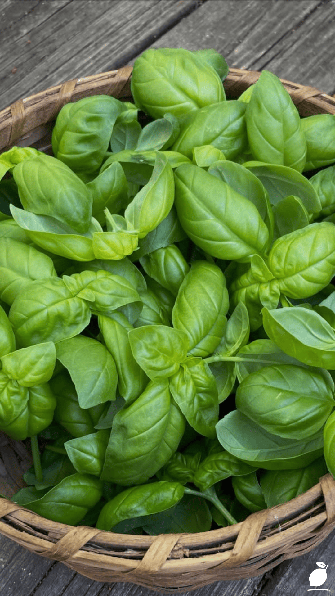 Pest-fighting Plants That'll Save Summer