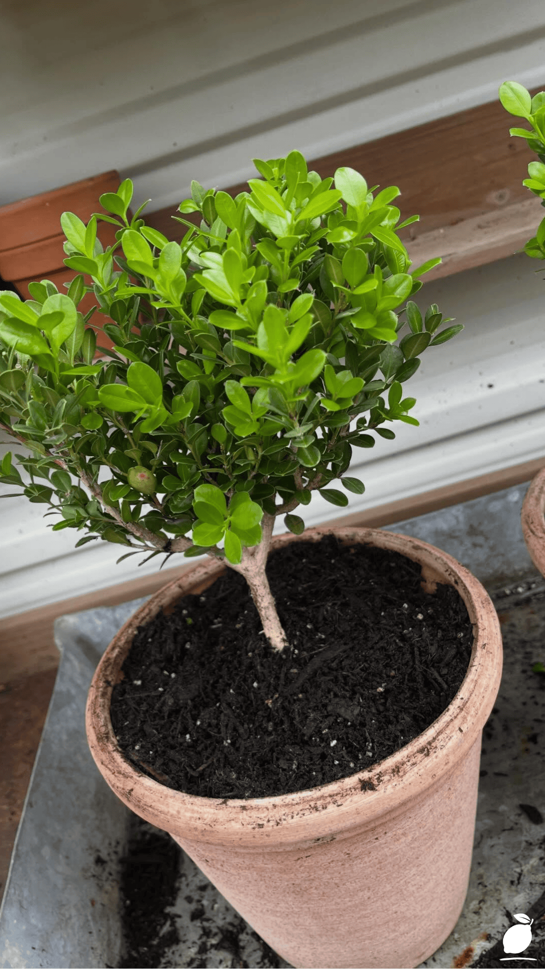 Best Shrubs for Front Yard
