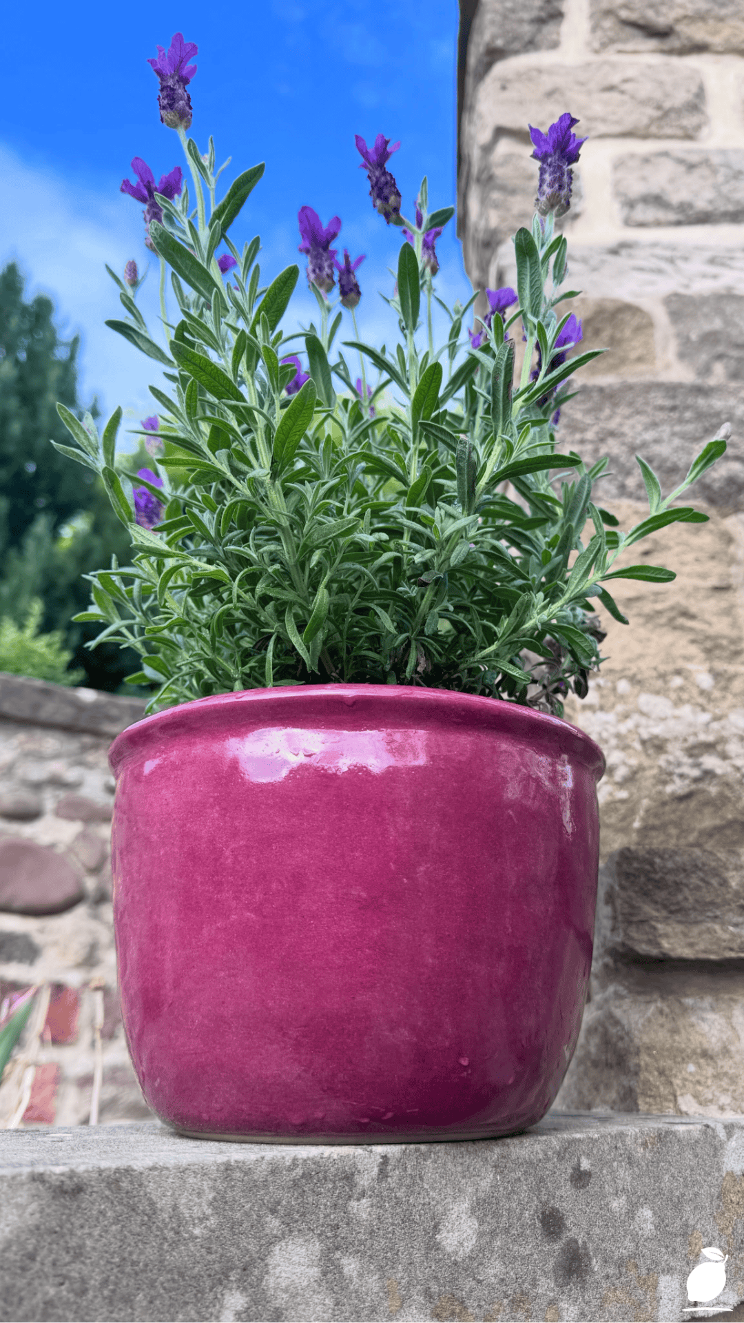 Diy Pollinator Pot Ideas to Attract Butterflies and Bees