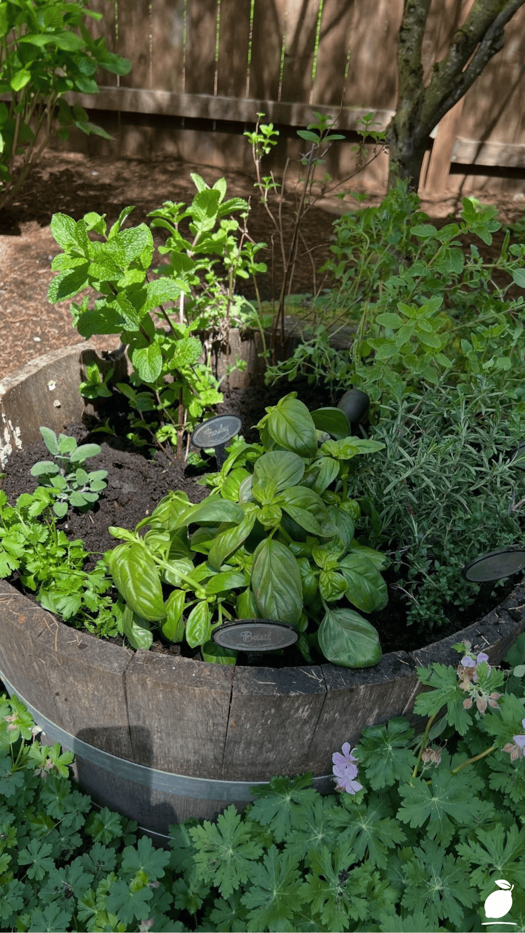 Best Herb Pairings to Grow Together in Pots and Containers