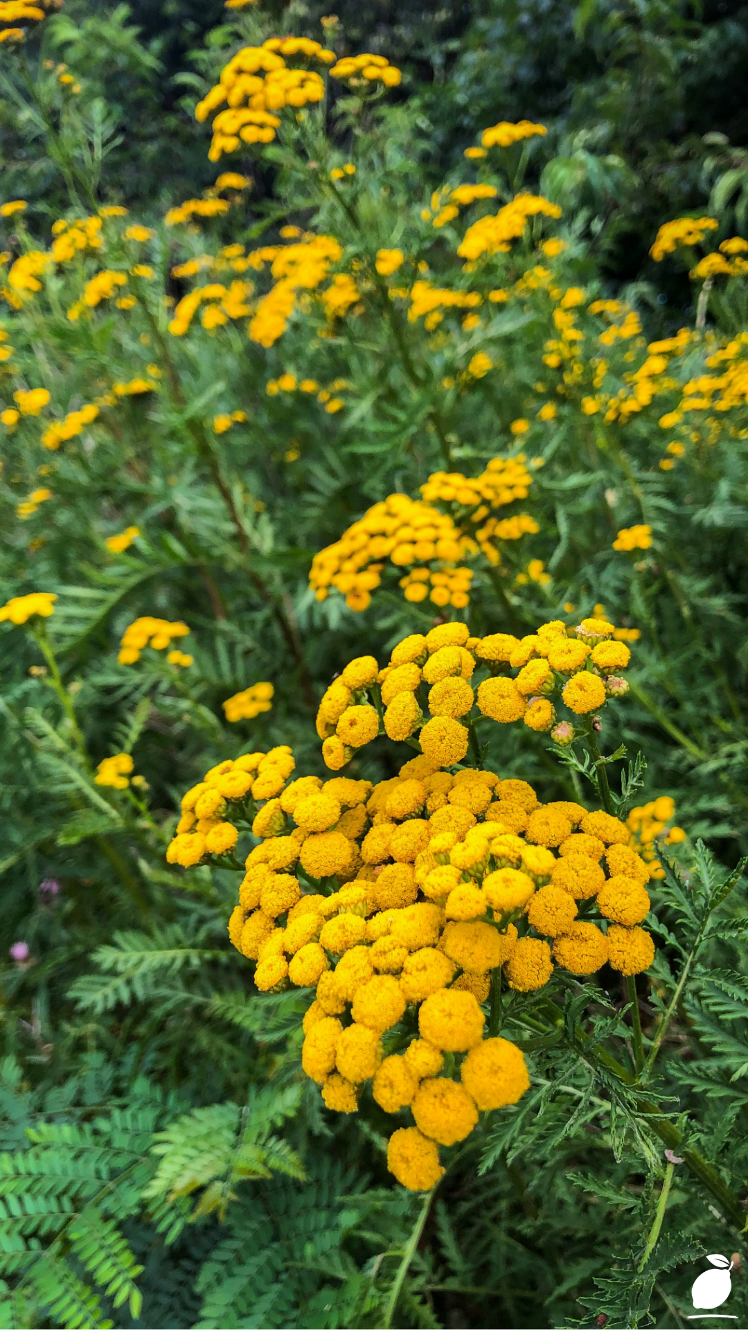 Yarrow Flowers Growing Tips