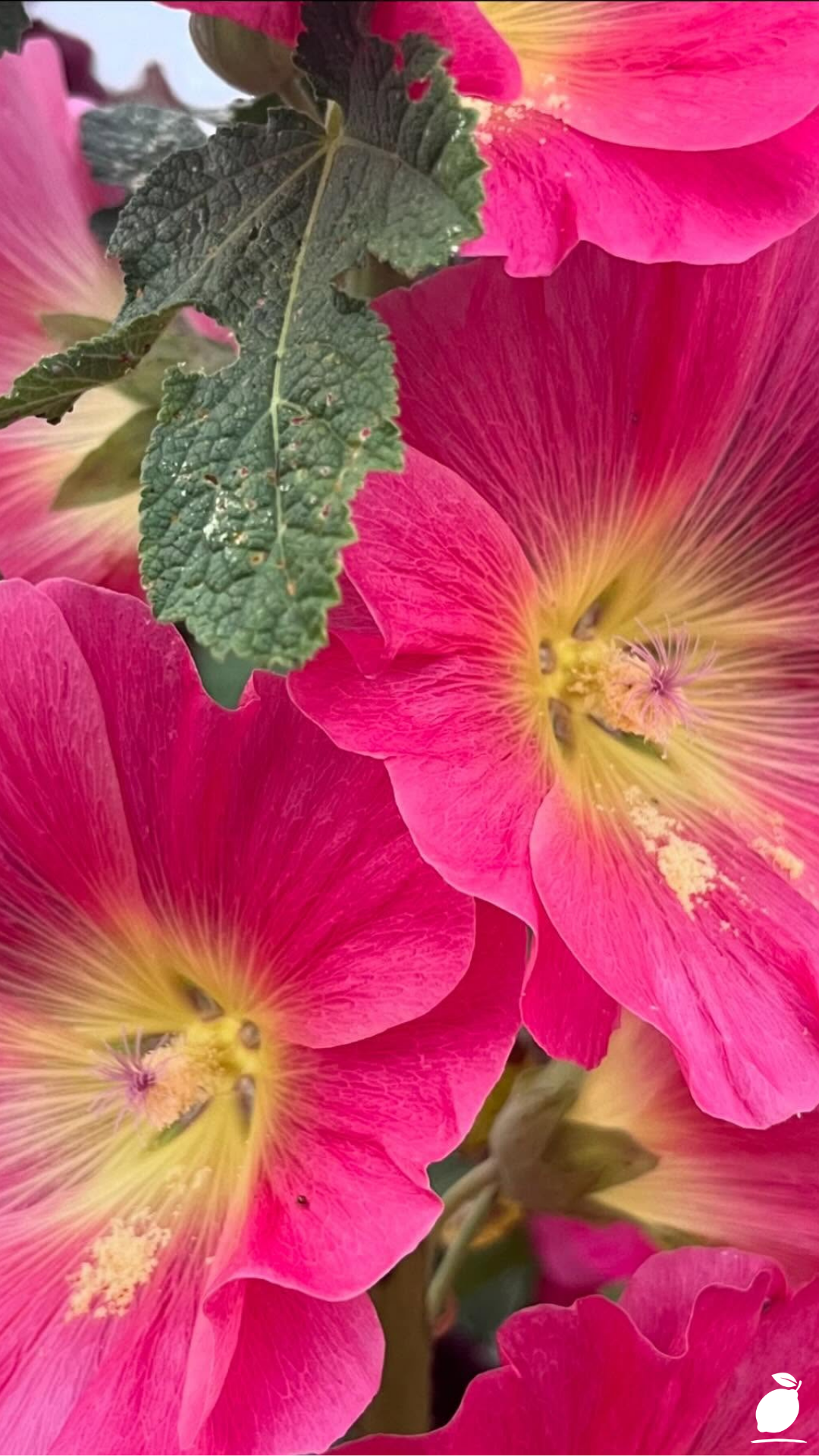 Essential Steps to Growing Fuller Hollyhocks