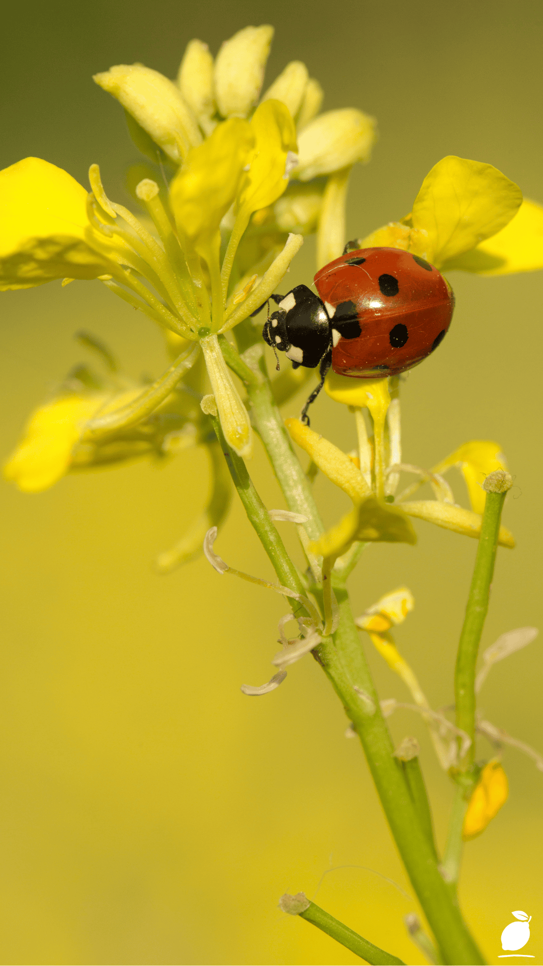 Plants That Attract Ladybugs