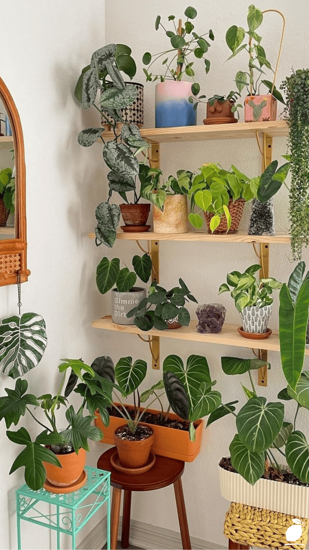 Hard-to-kill Houseplants For Apartments With Low Light