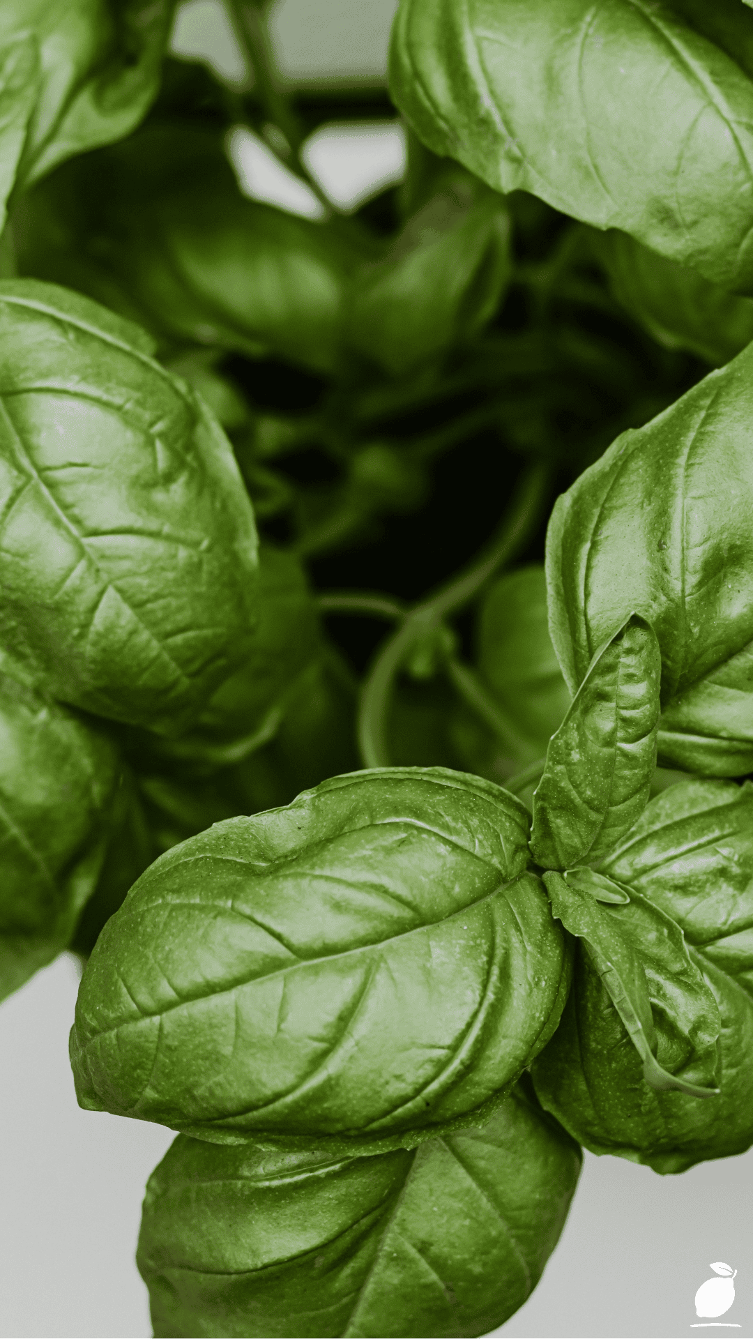 How to Preserve Basil