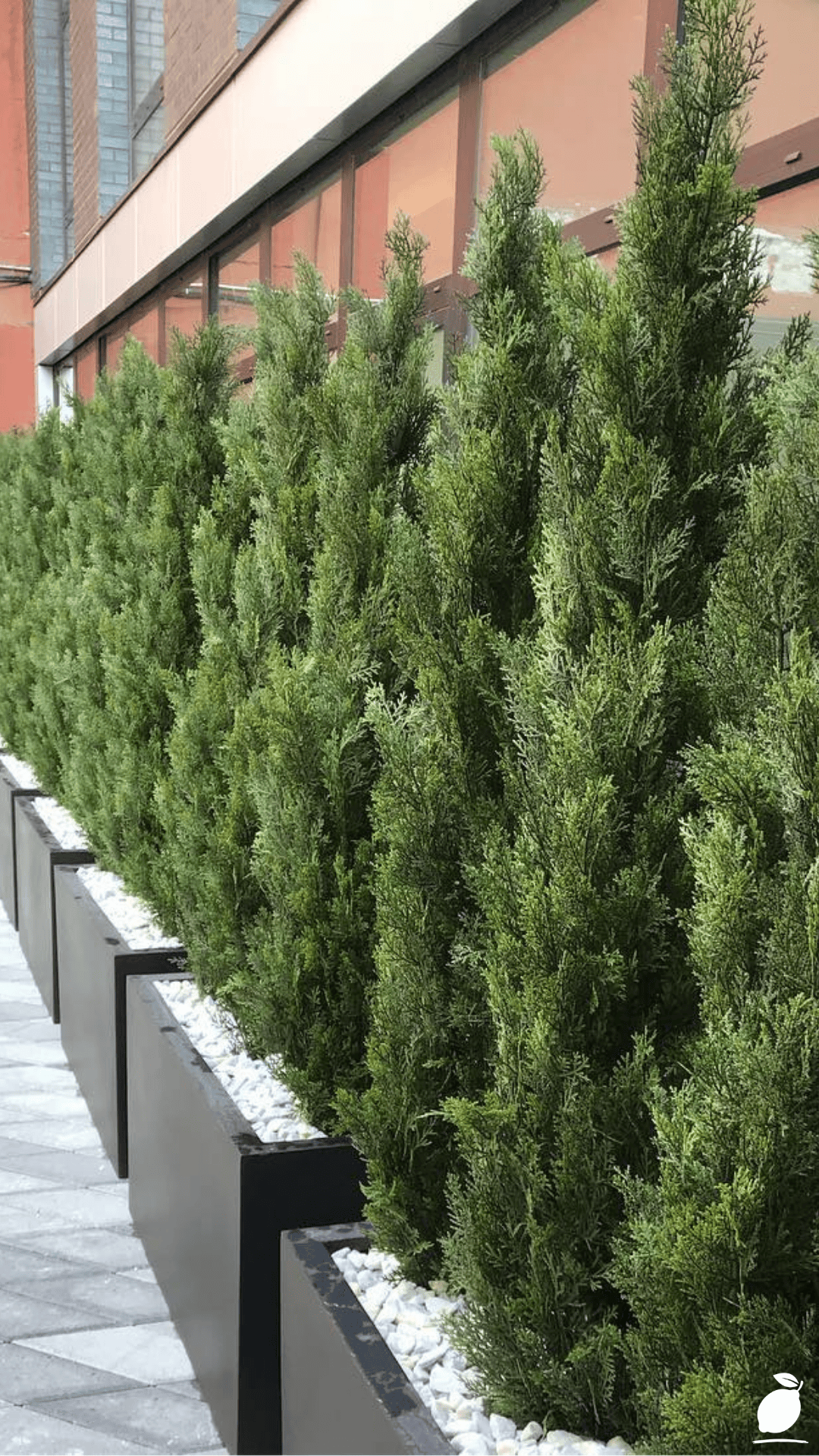 Fast-Growing Privacy Bushes