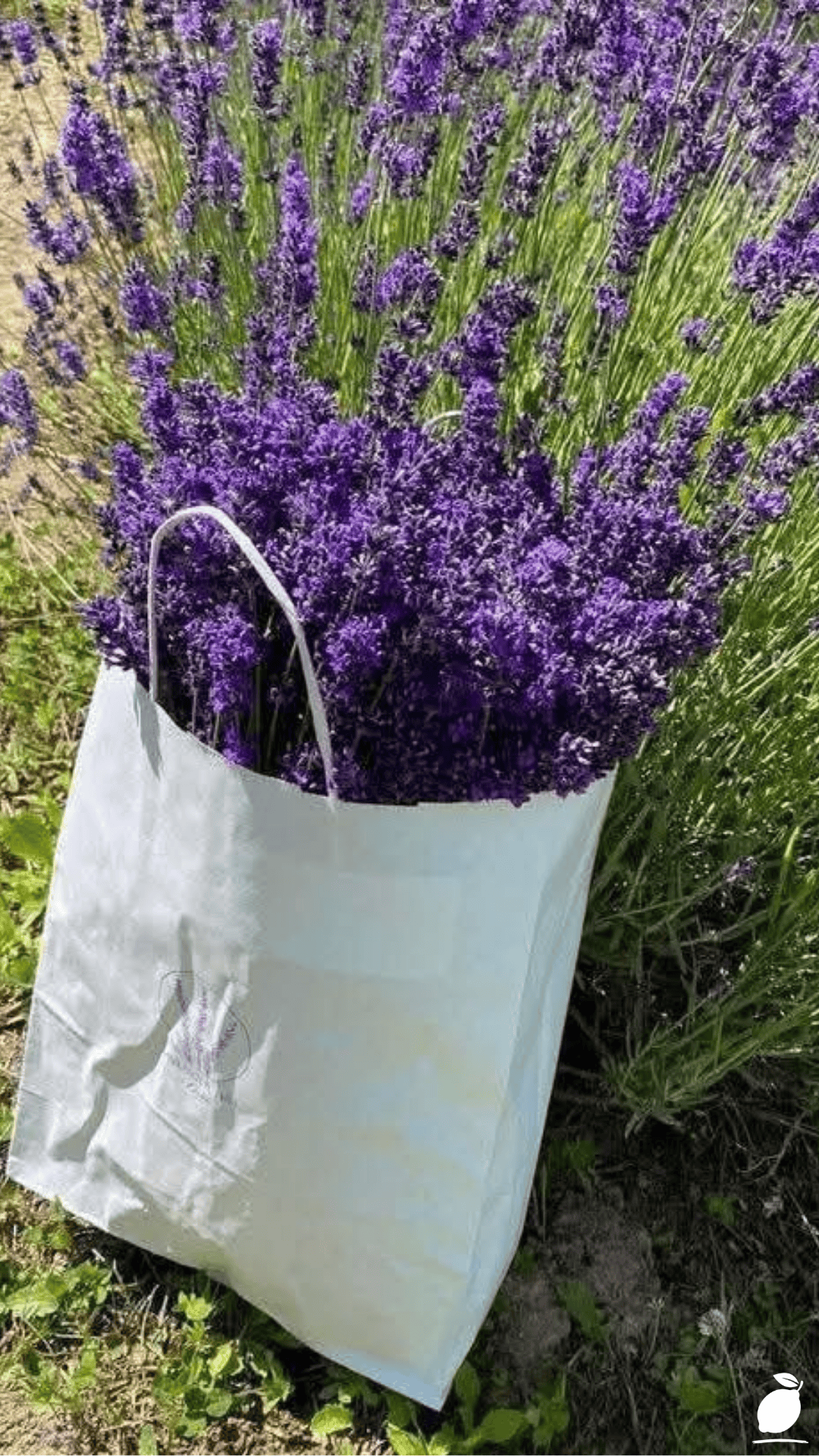 Best Plants That Repel Mice and Rats