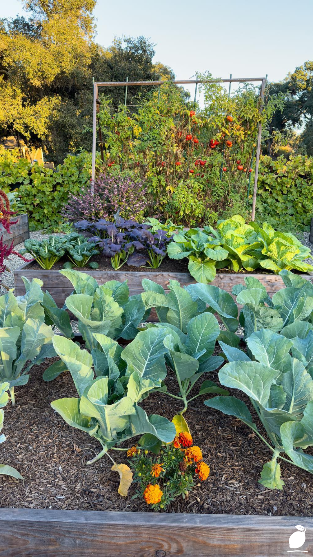 What to Plant in August for Fall Garden