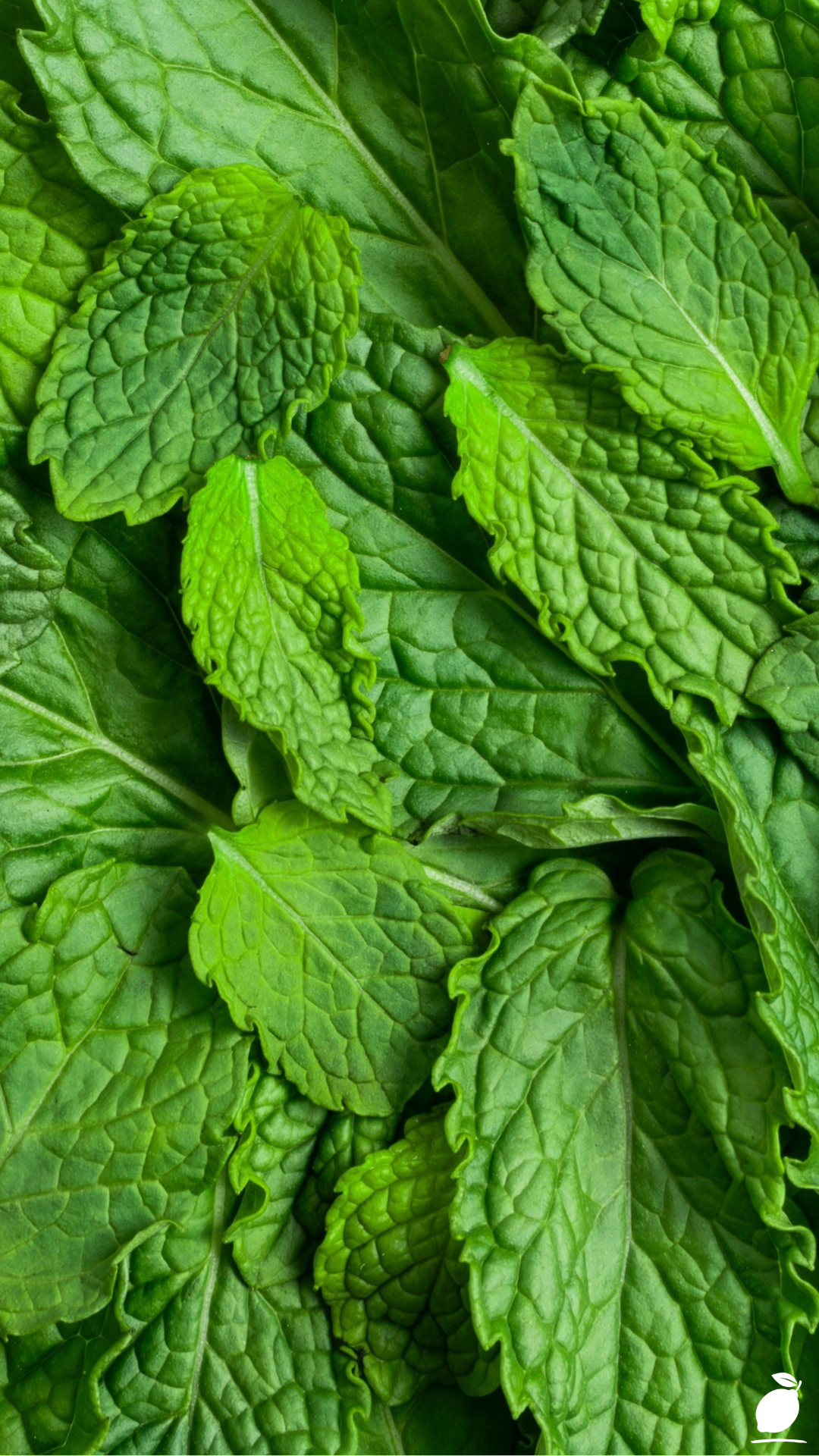 Pest-fighting Plants That'll Save Summer