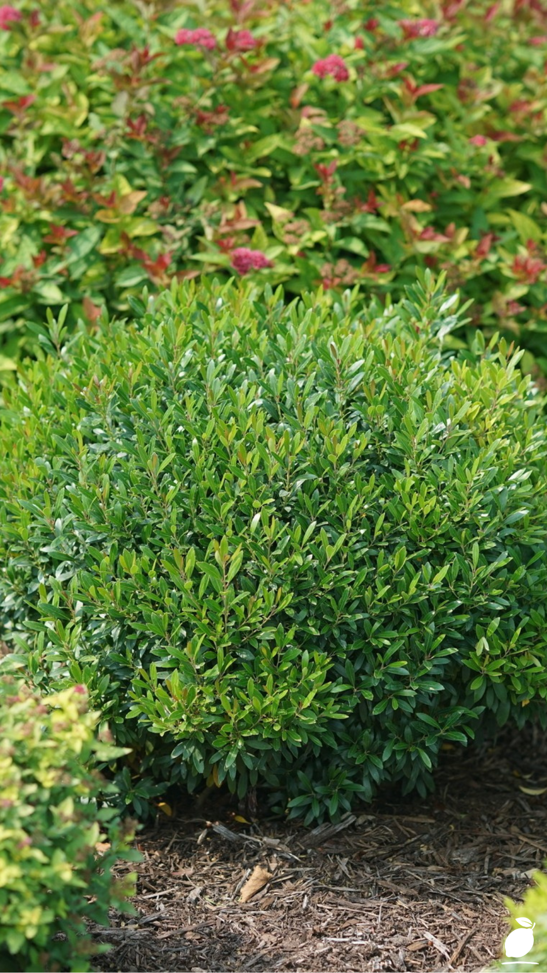 Best Shrubs for Front Yard