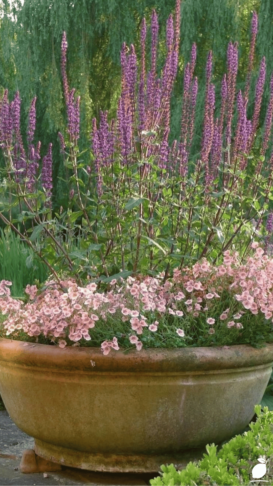 Diy Pollinator Pot Ideas to Attract Butterflies and Bees