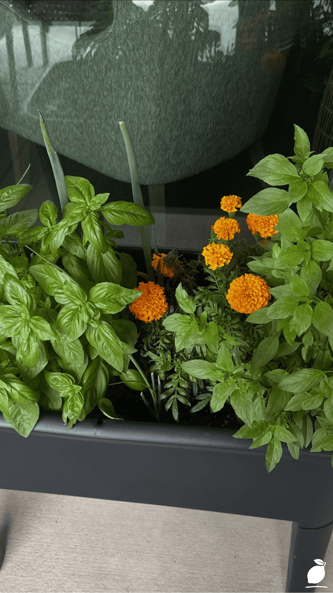 Best Herb Pairings to Grow Together in Pots and Containers