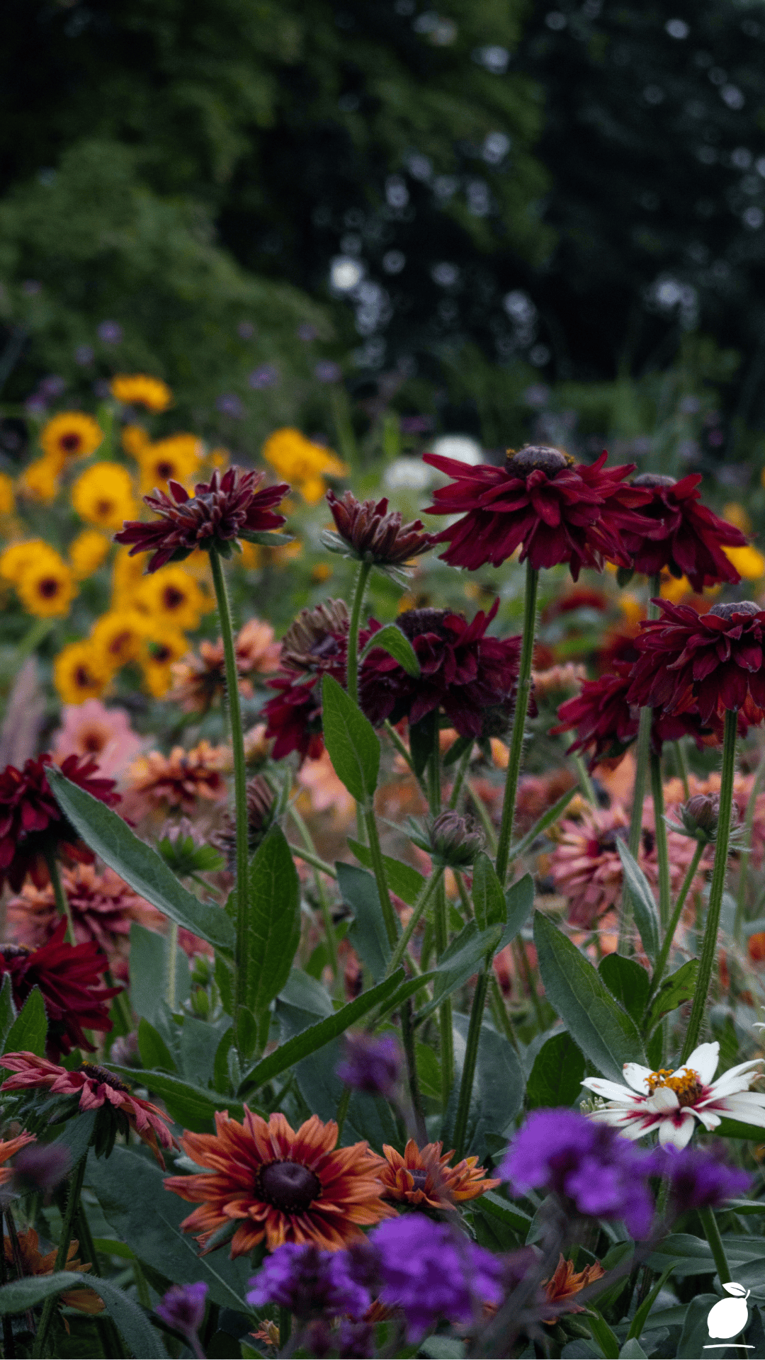 Perennials That Come Back Stronger Every Year
