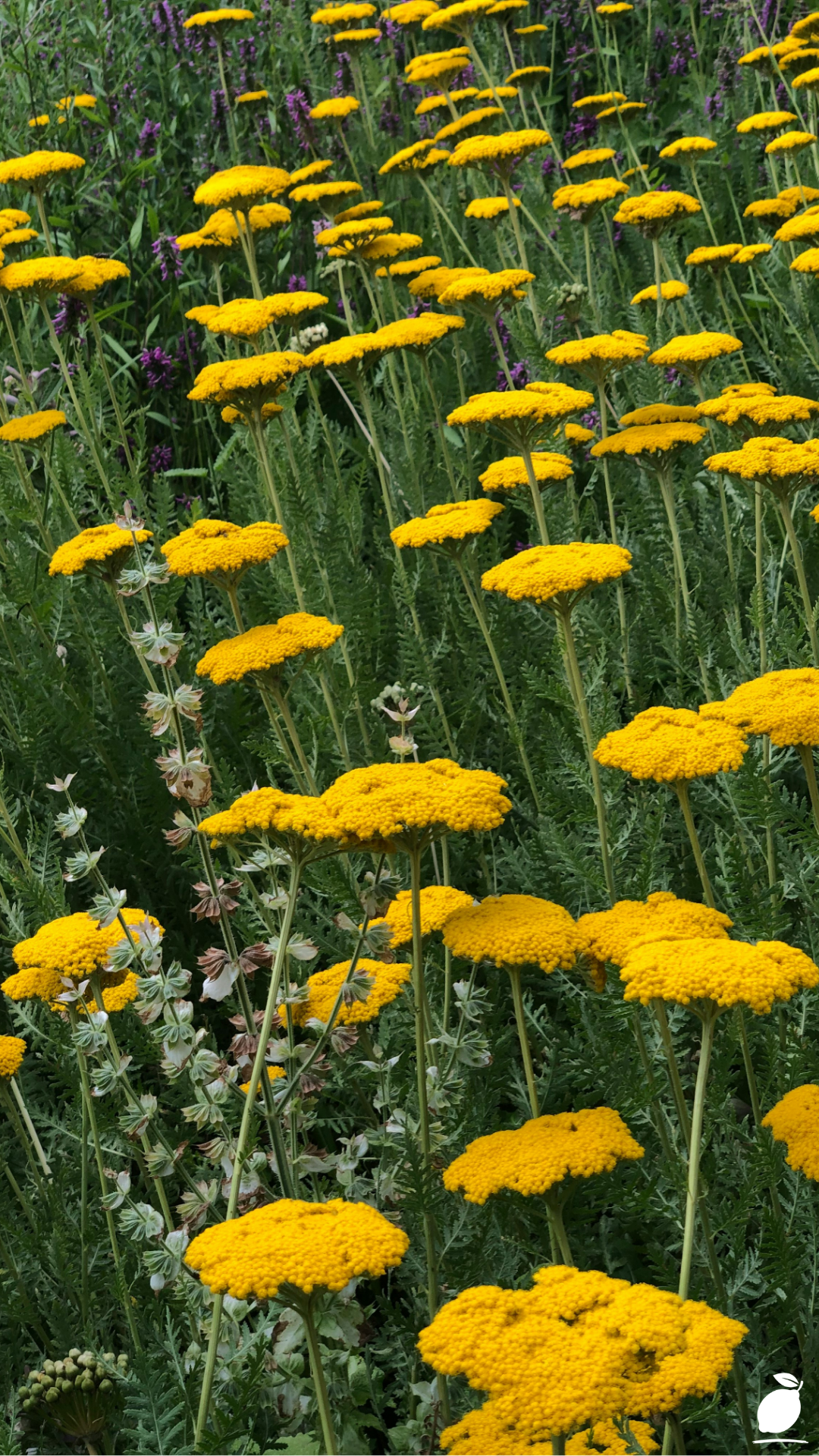 Yarrow Flowers Growing Tips