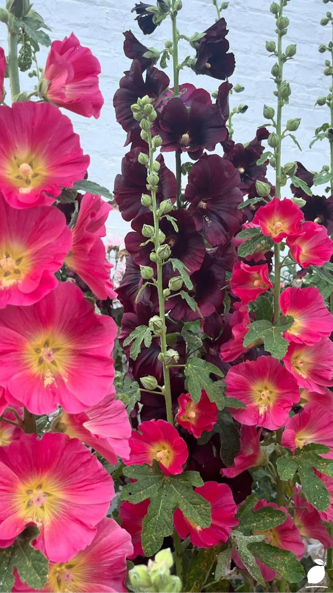 Essential Steps to Growing Fuller Hollyhocks