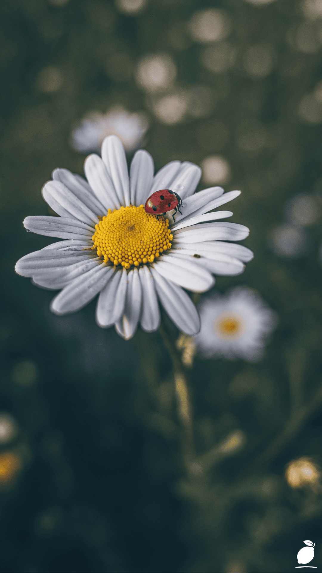 Plants That Attract Ladybugs