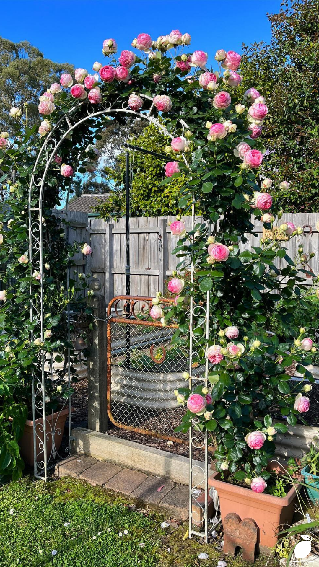 How I Used Garden Arch Ideas