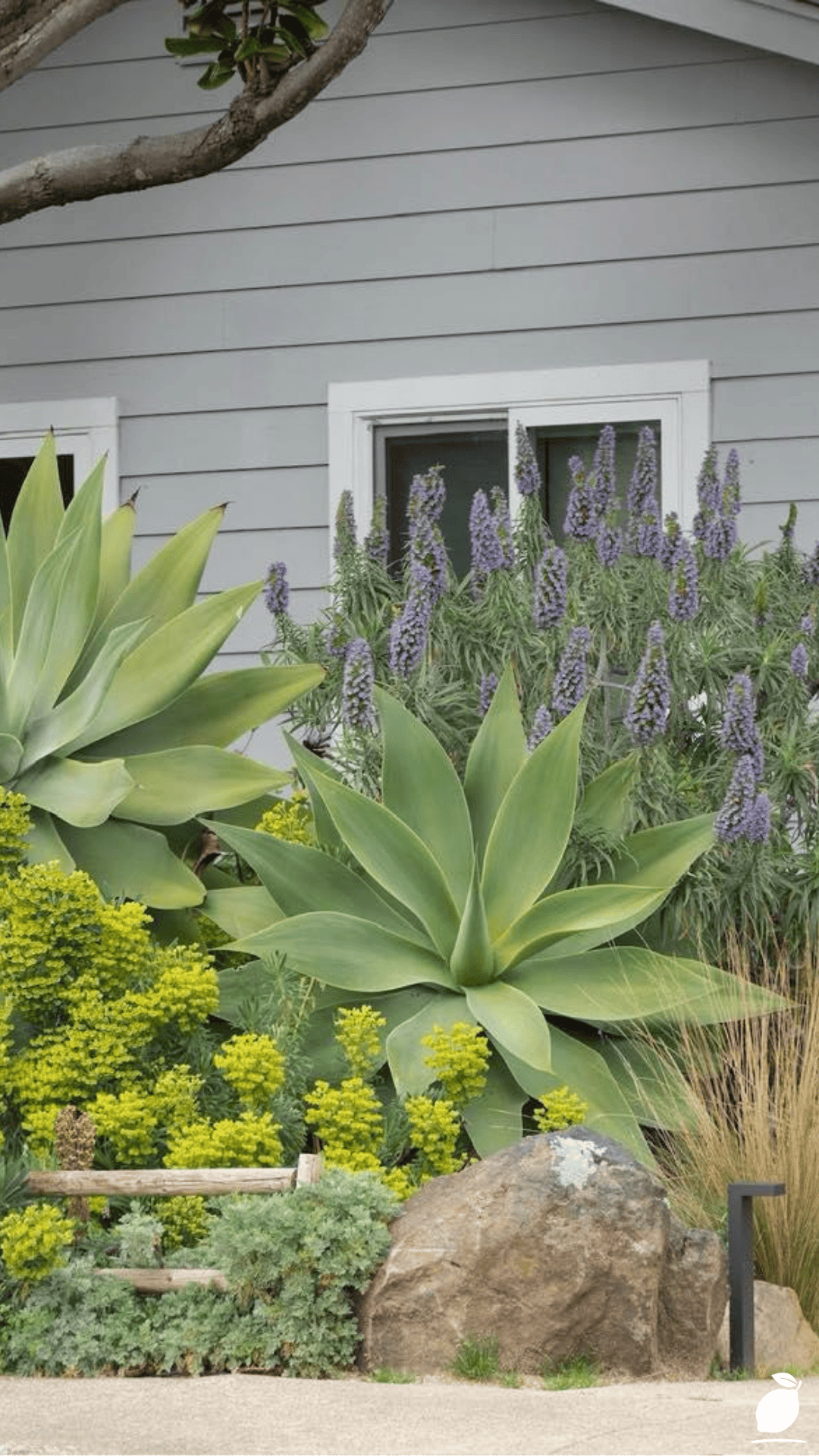 Low-Maintenance Plants for Front Yard