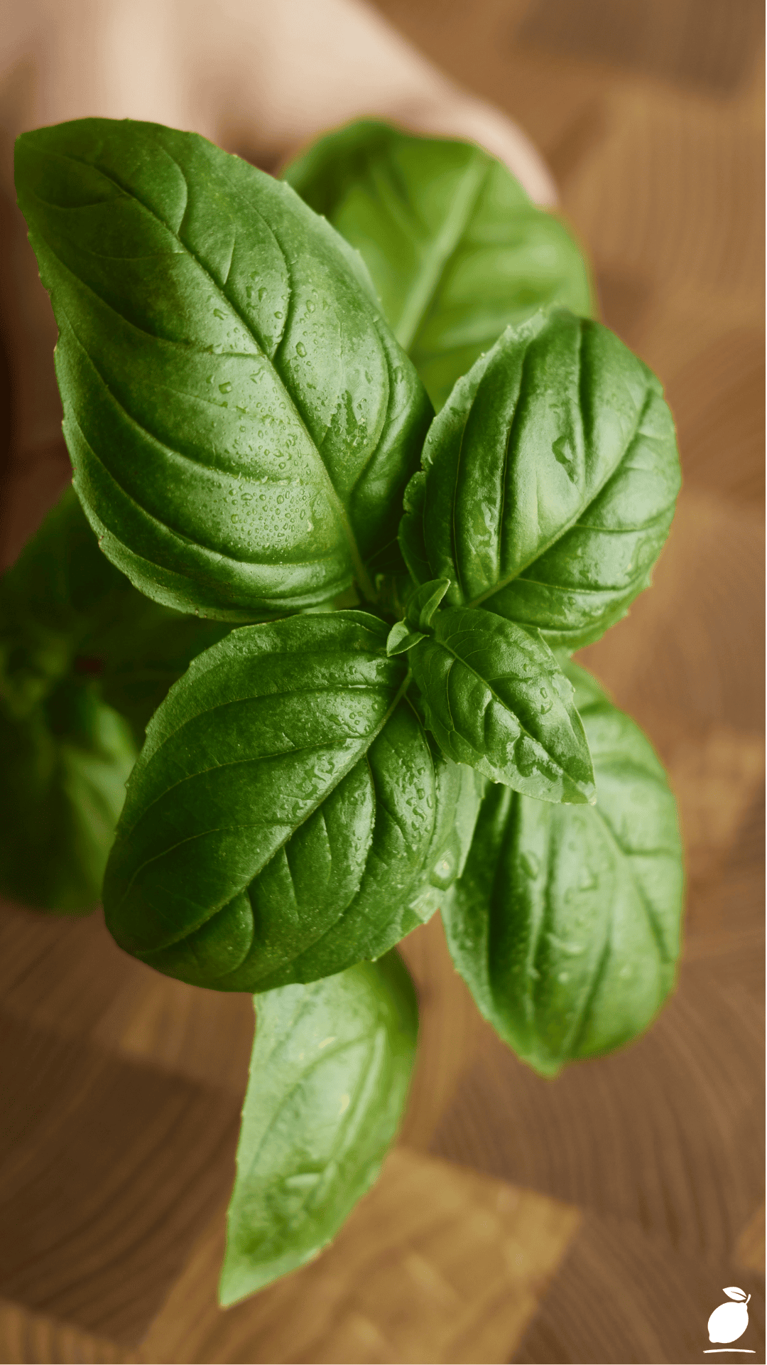 How to Preserve Basil