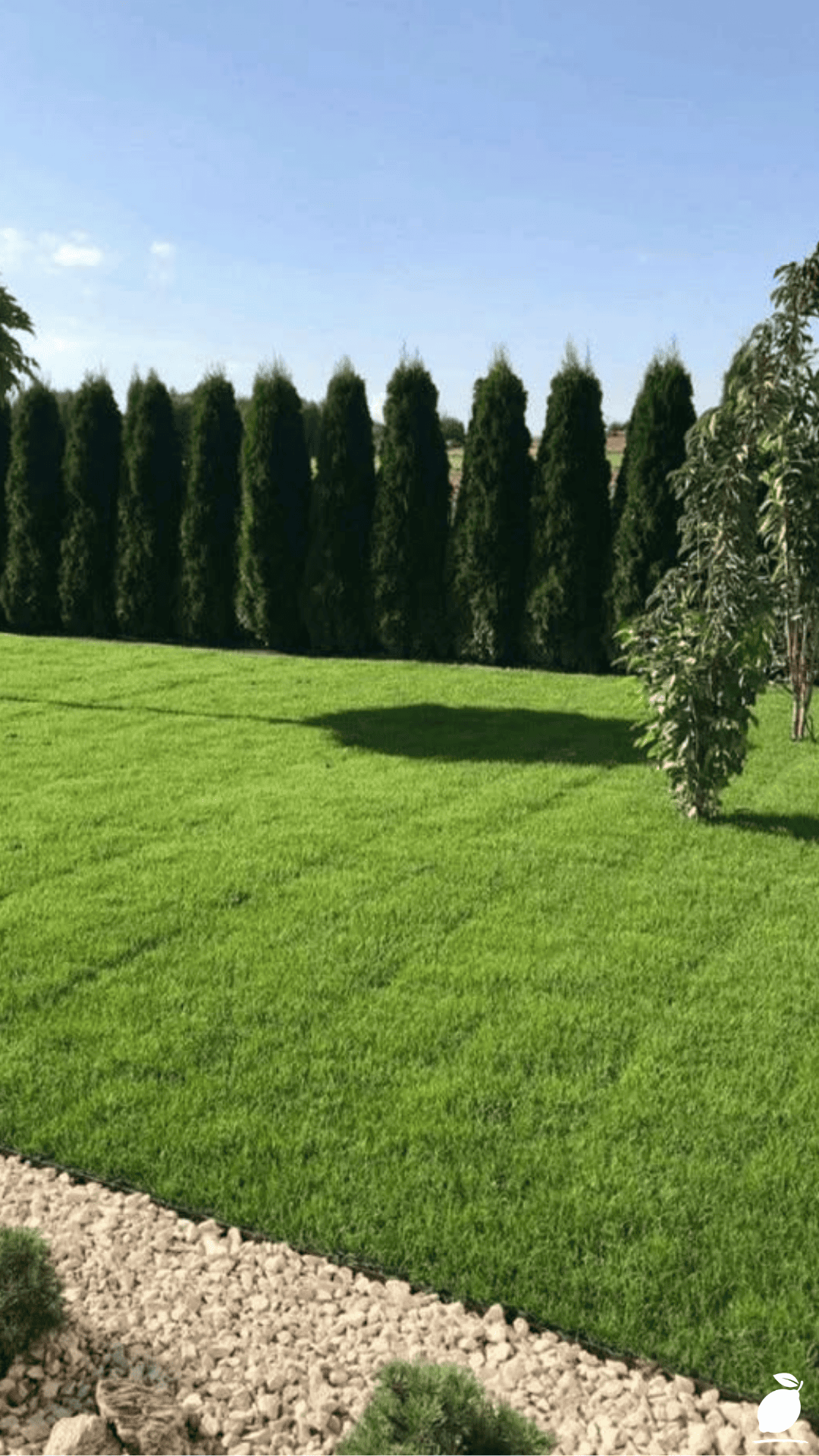 Fast-Growing Privacy Bushes