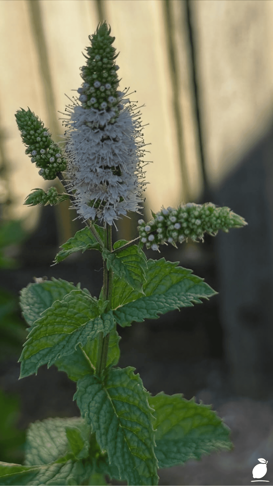 Best Plants That Repel Mice and Rats