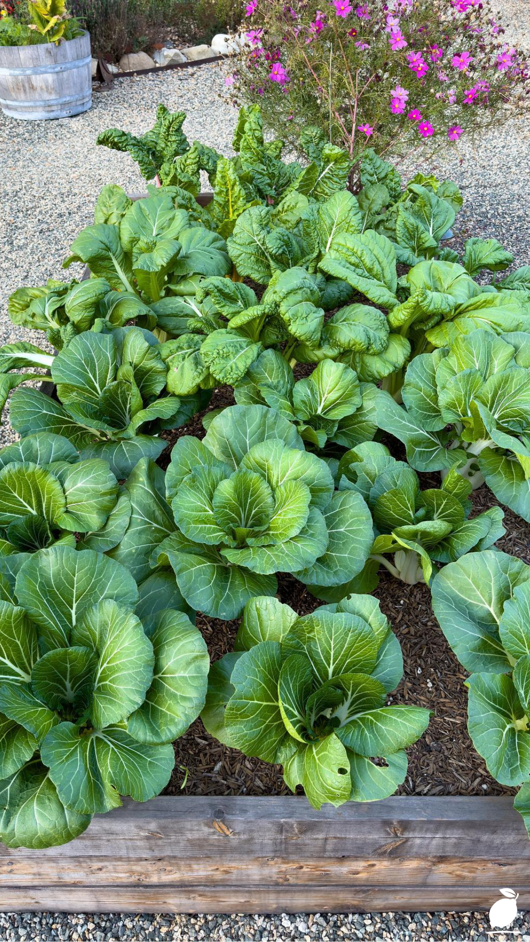 What to Plant in August for Fall Garden