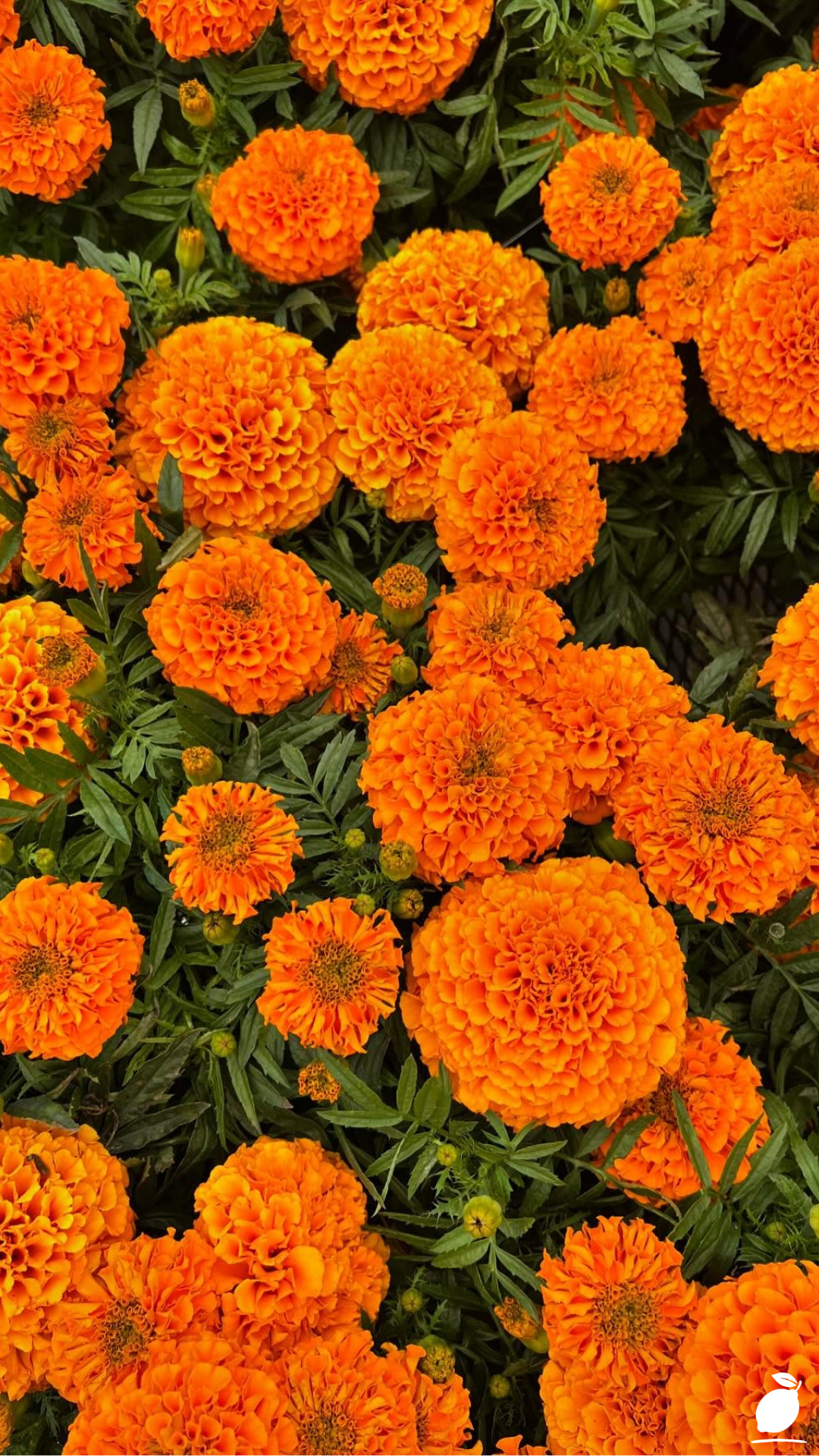 Pest-fighting Plants That'll Save Summer