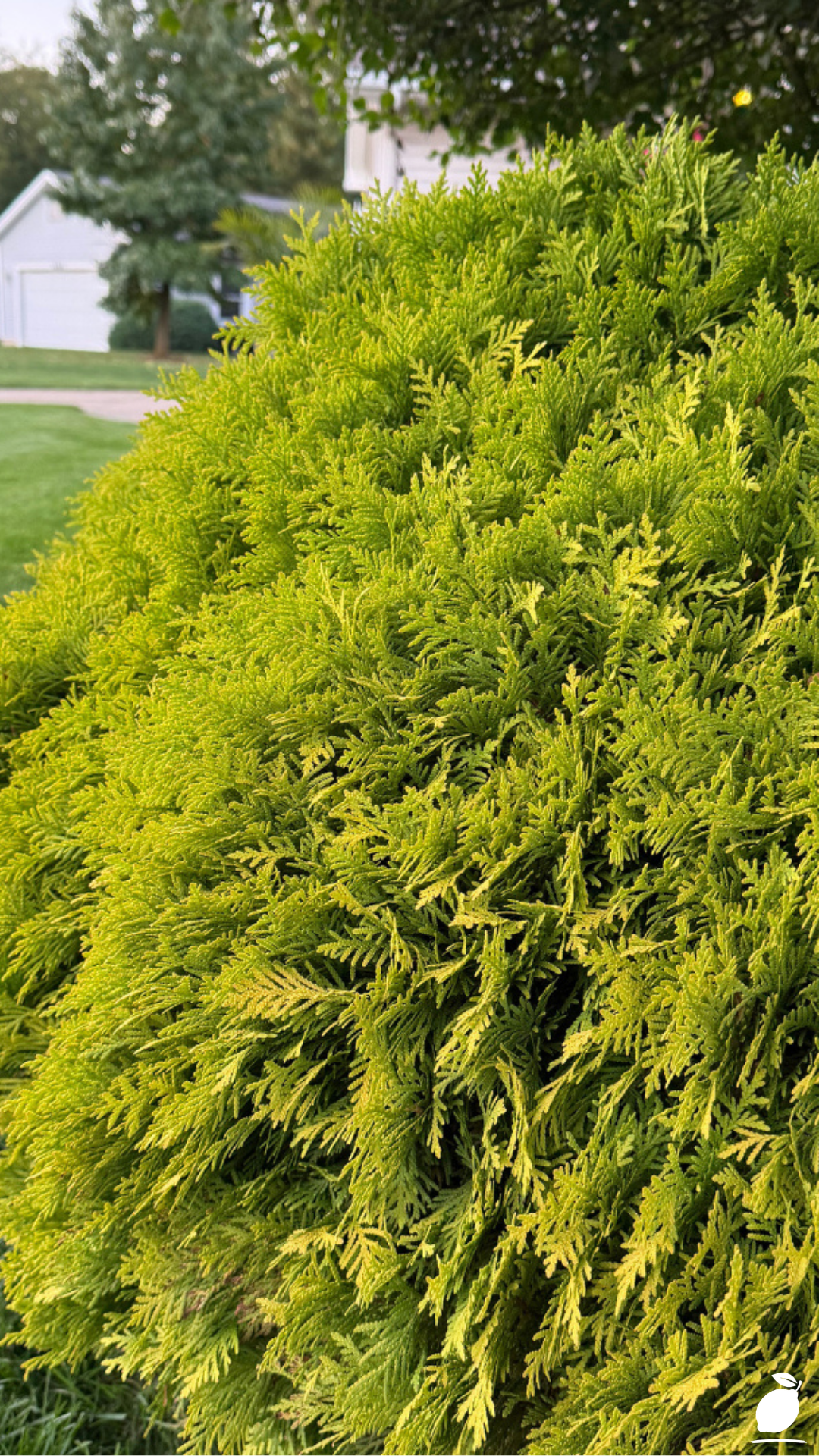 Best Shrubs for Front Yard