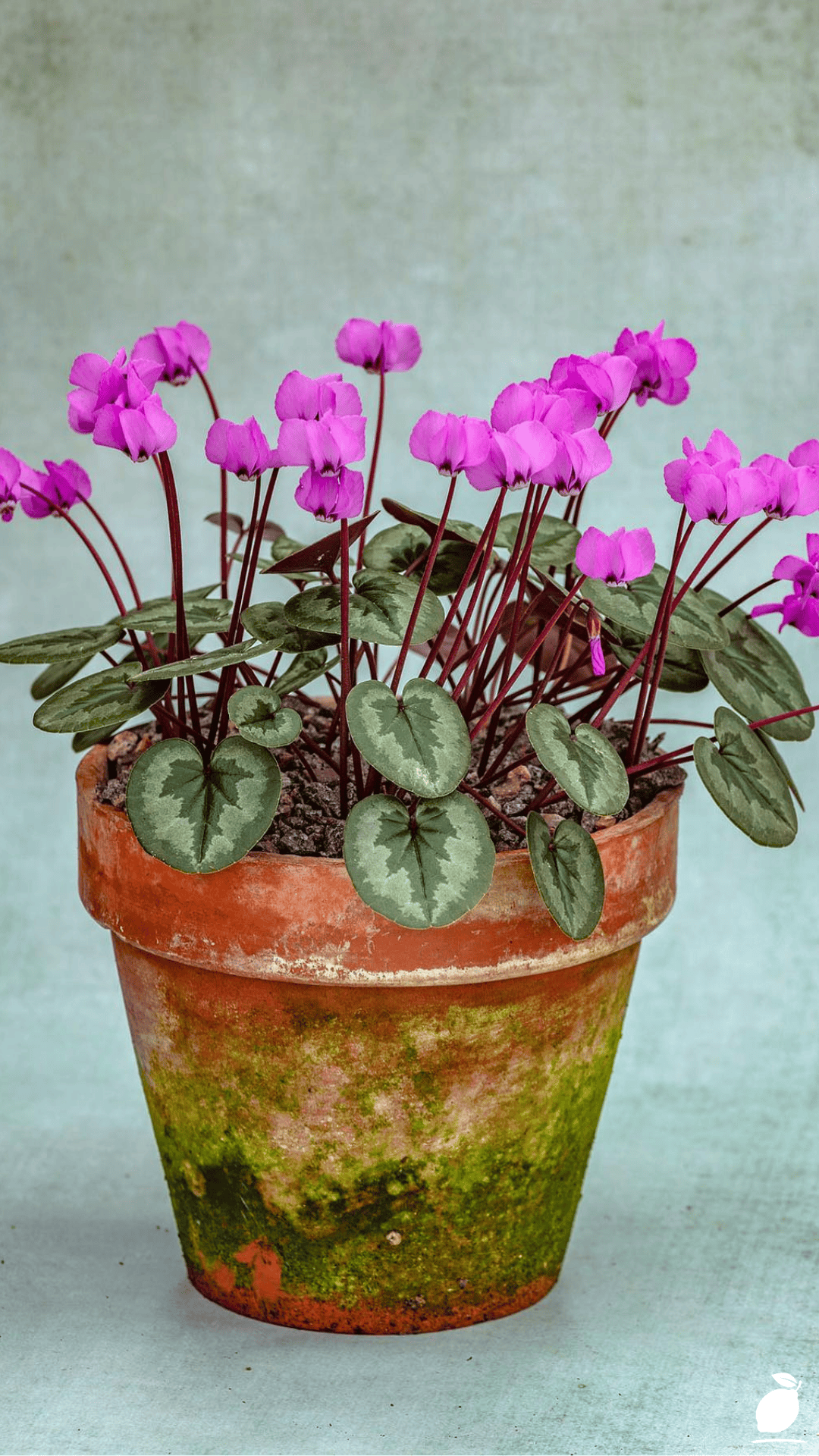 Diy Pollinator Pot Ideas to Attract Butterflies and Bees