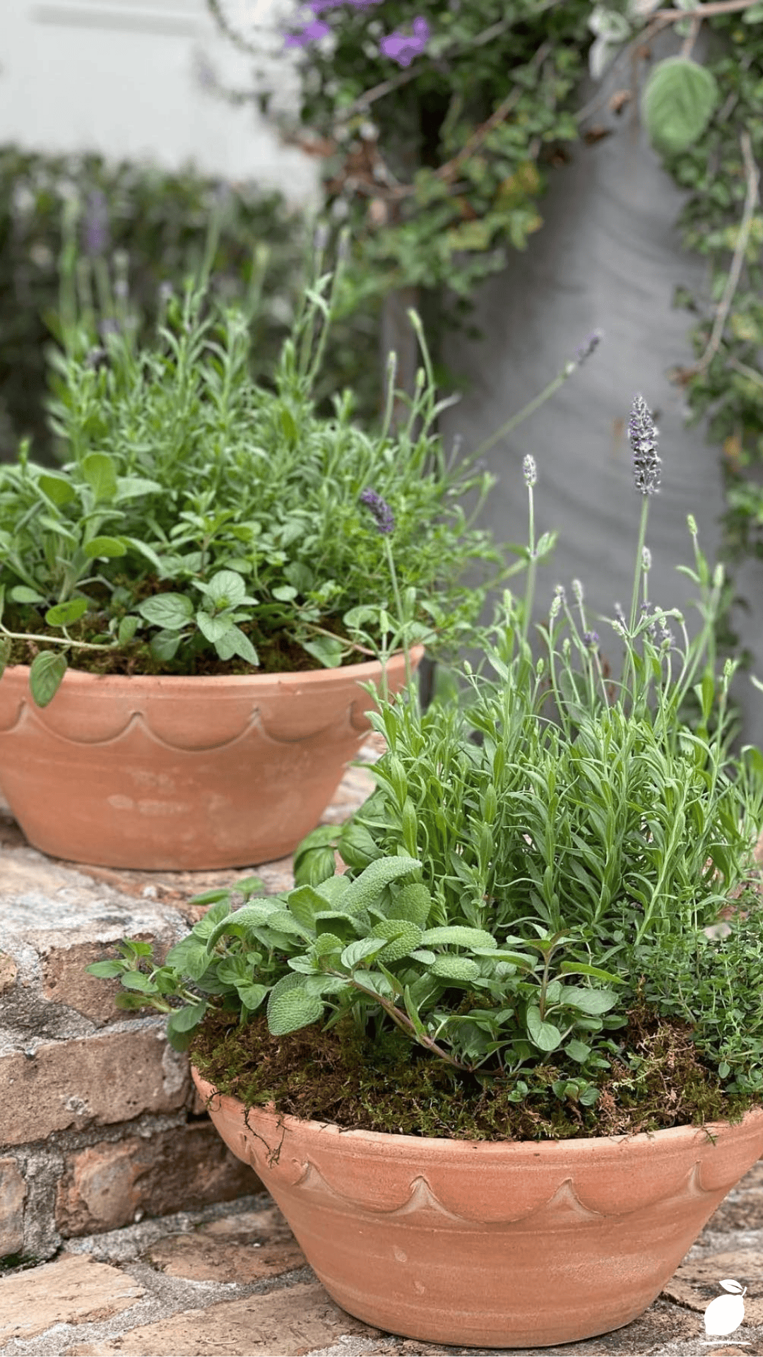 Best Herb Pairings to Grow Together in Pots and Containers