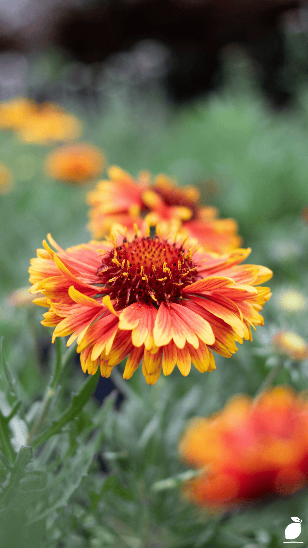 Perennials That Come Back Stronger Every Year