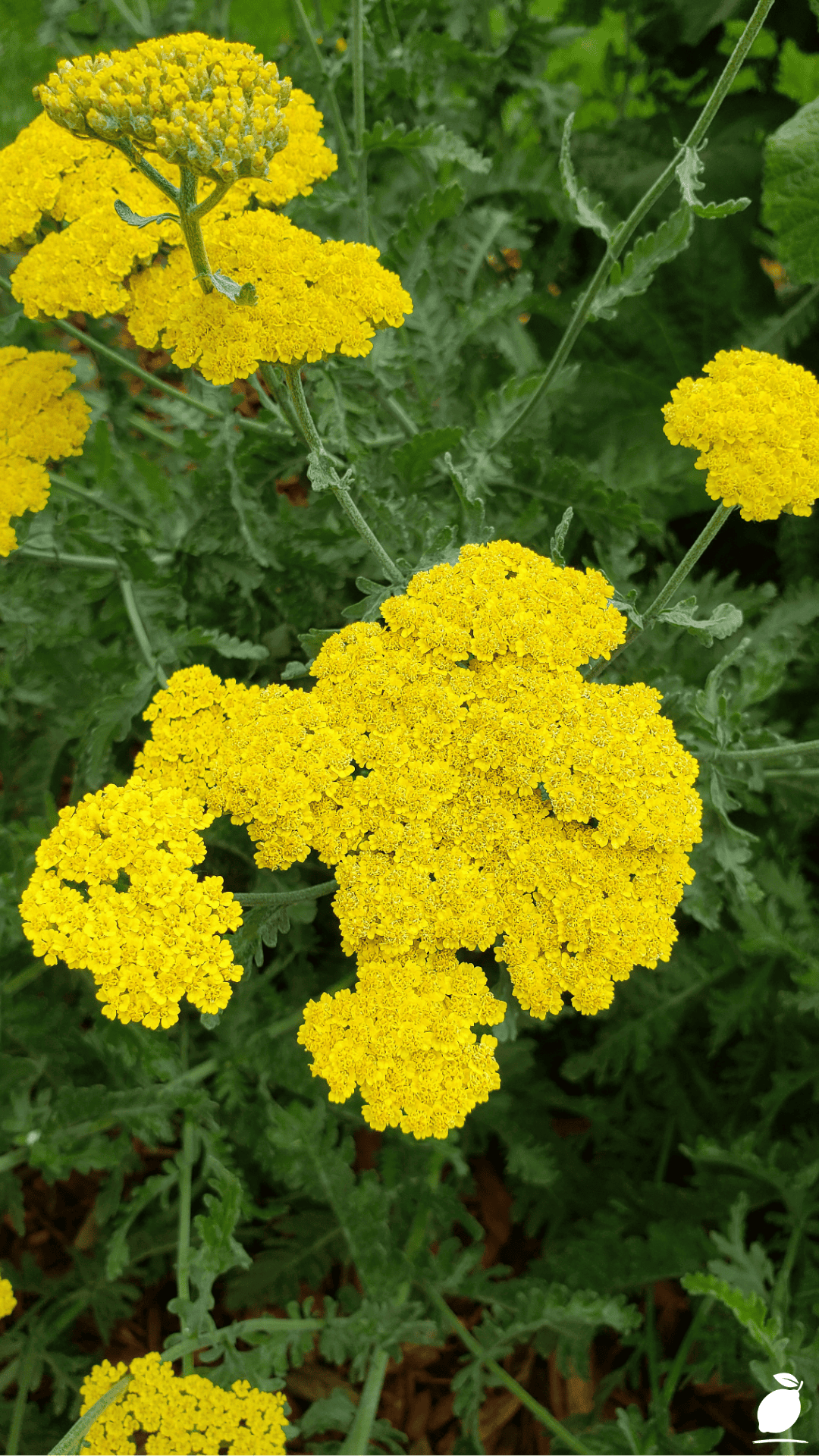 Yarrow Flowers Growing Tips