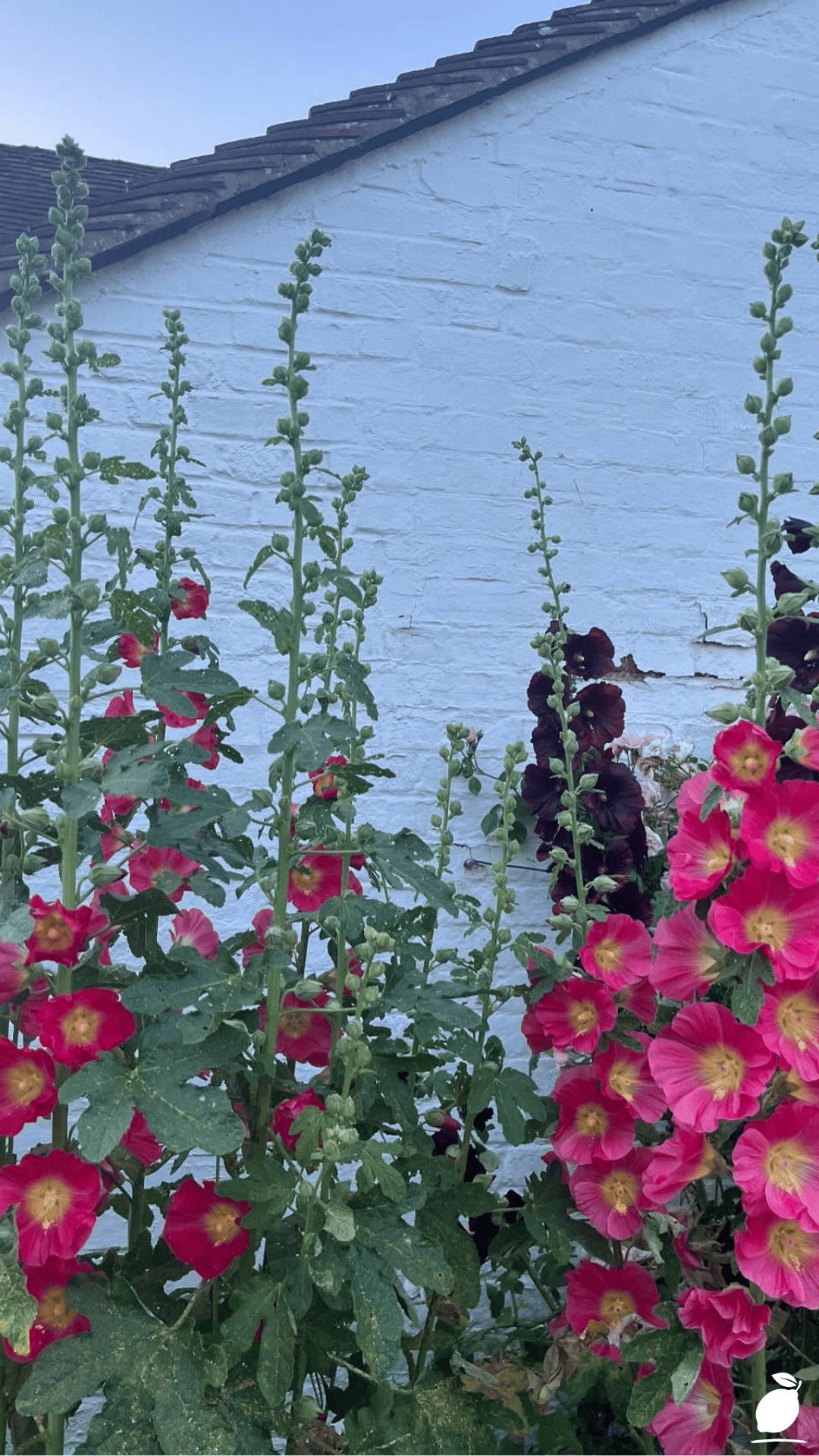 Essential Steps to Growing Fuller Hollyhocks