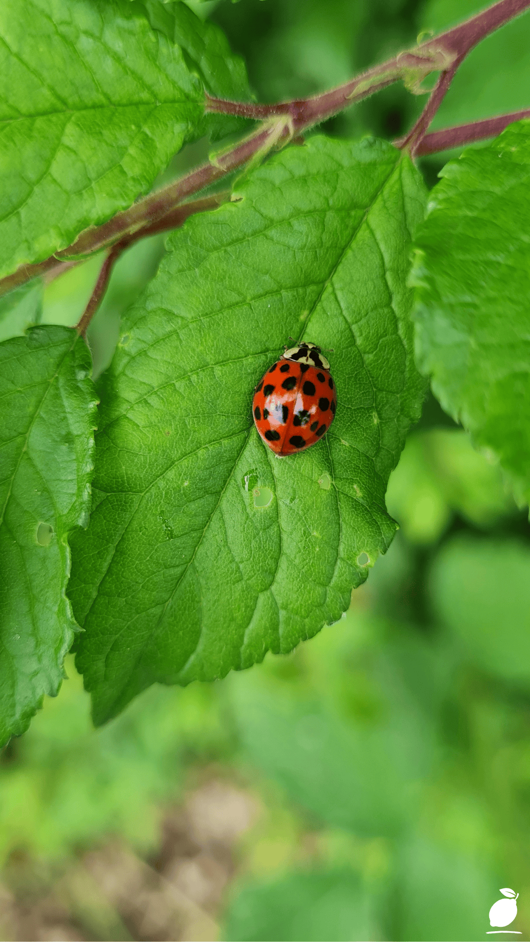 Plants That Attract Ladybugs