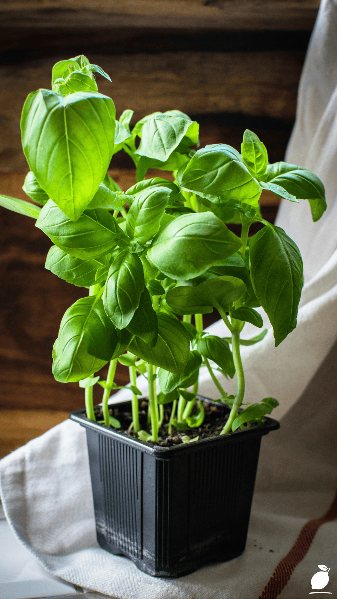 How to Preserve Basil