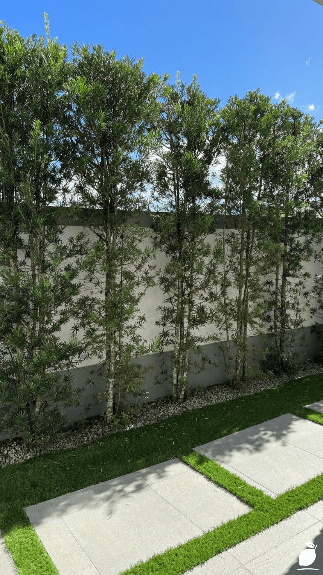 Fast-Growing Privacy Bushes